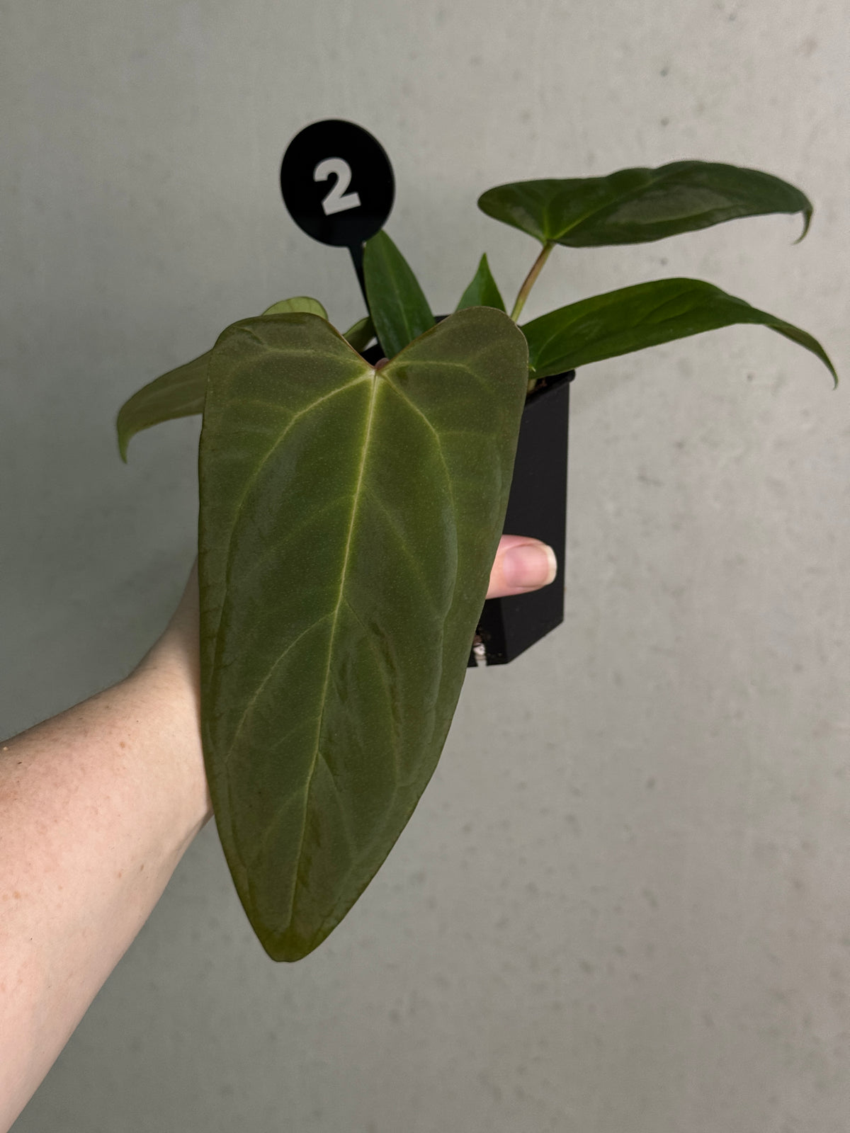 SMUKHI Anthurium plant featuring vibrant, glossy leaves with variegated patterns, a hybrid of 'Cobra' x Fort Sherman and Indo Portillae.