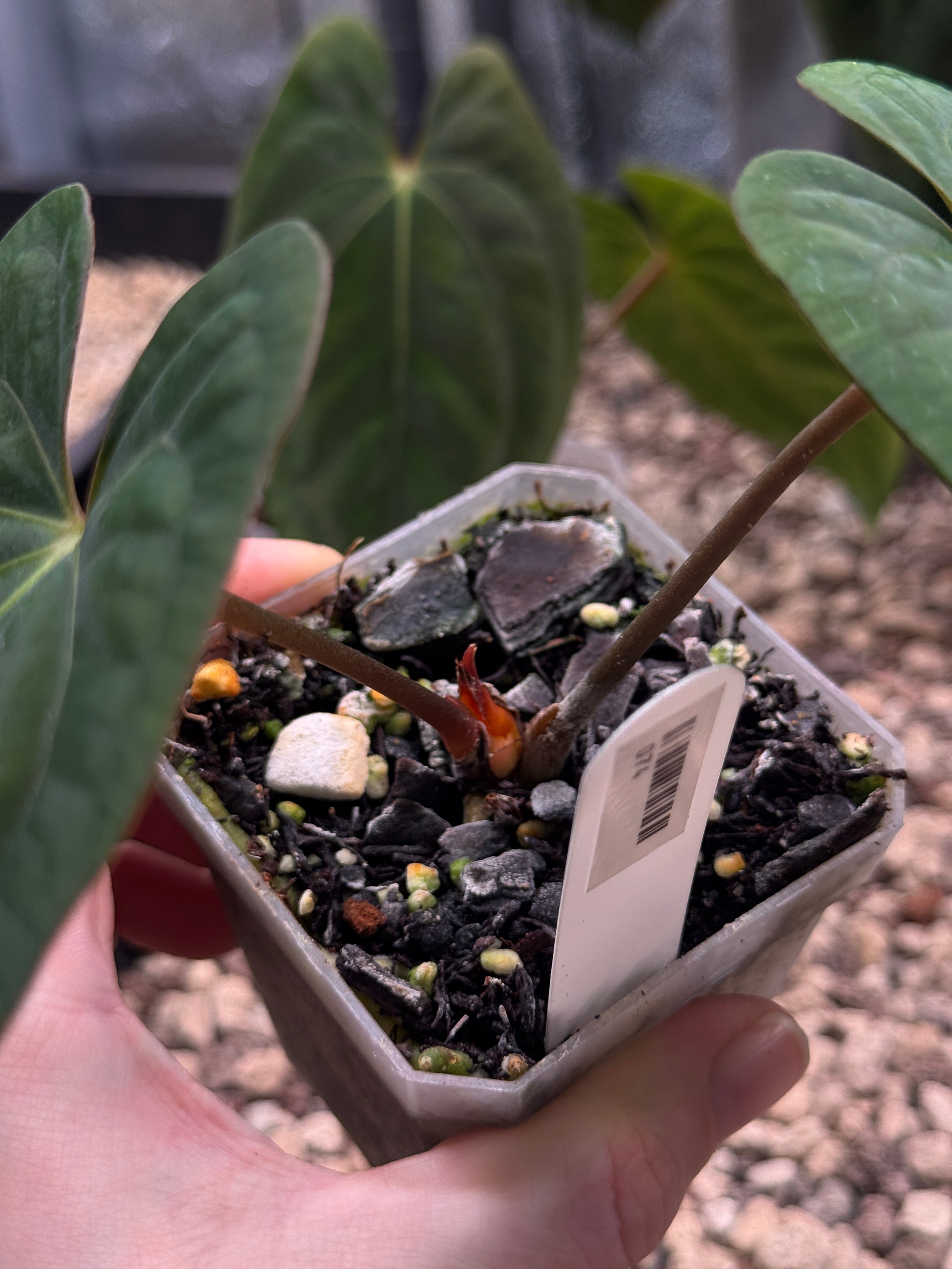 Anthurium Dark Phoenix - Clone