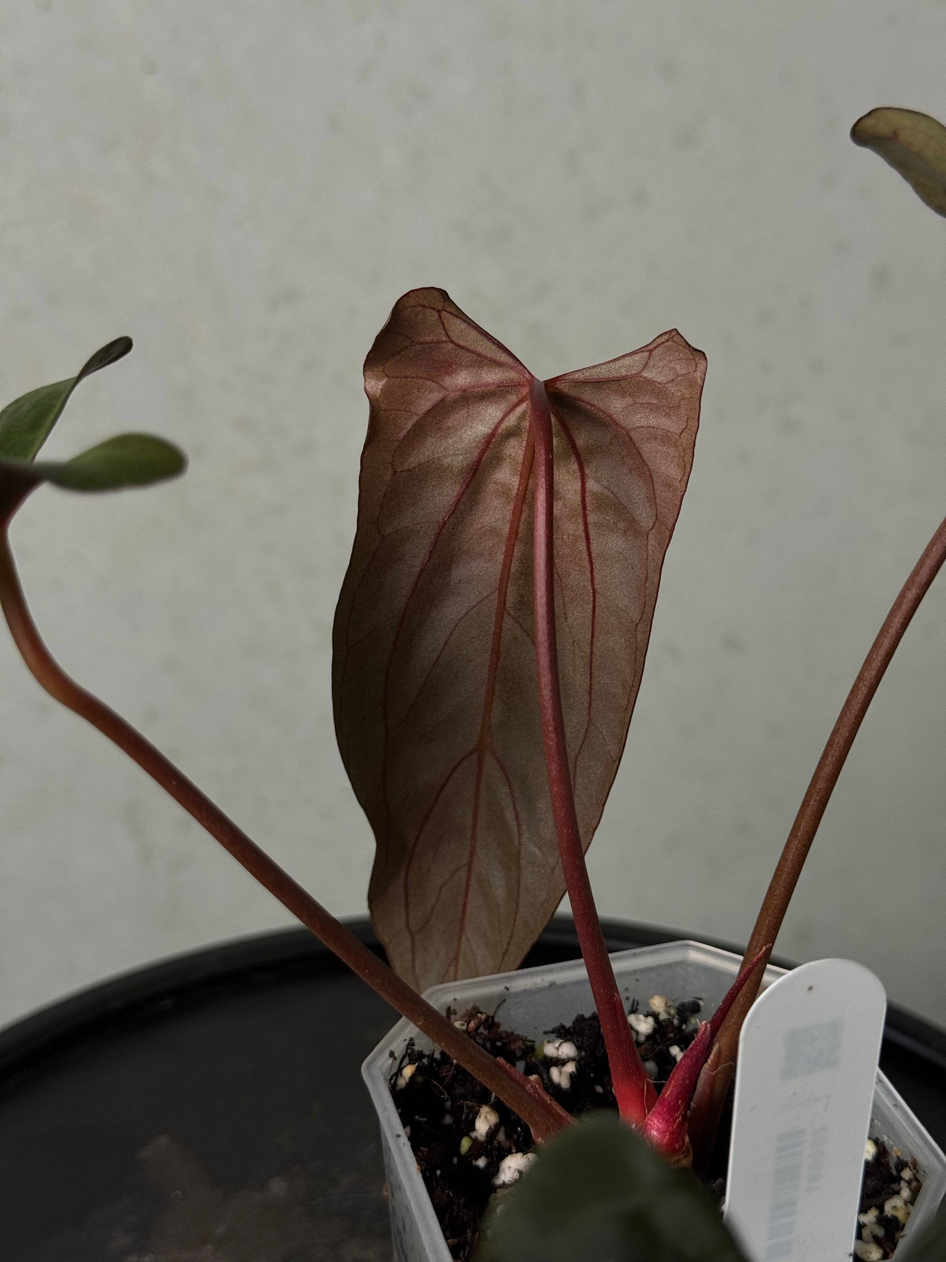 Anthurium Ralph Lynam S1 (JV) clone plant from SMUKHI with glossy green leaves and vibrant red flowers.