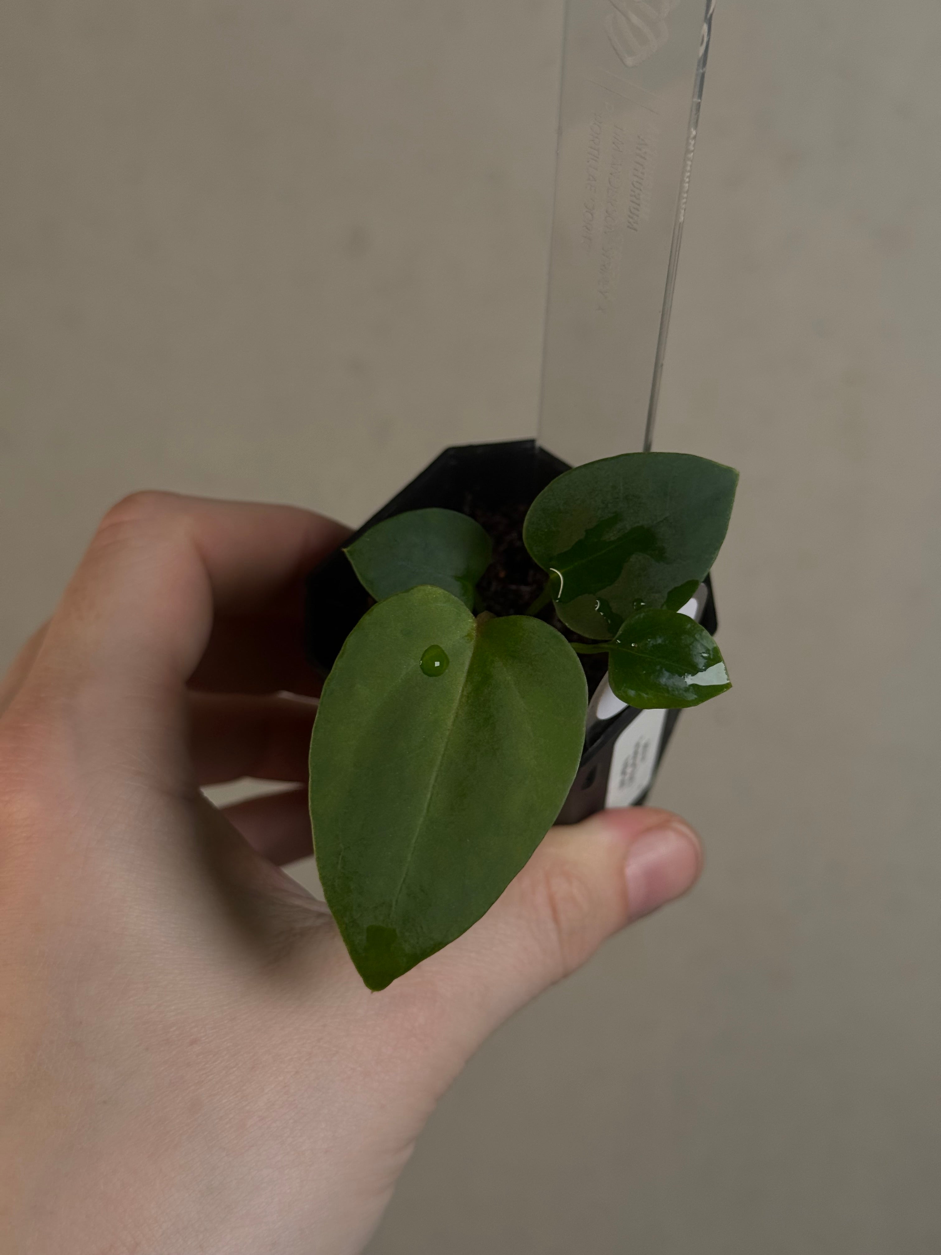 Anthurium Tim Anderson ‘Stripey’ x Portillae ‘Dorito’