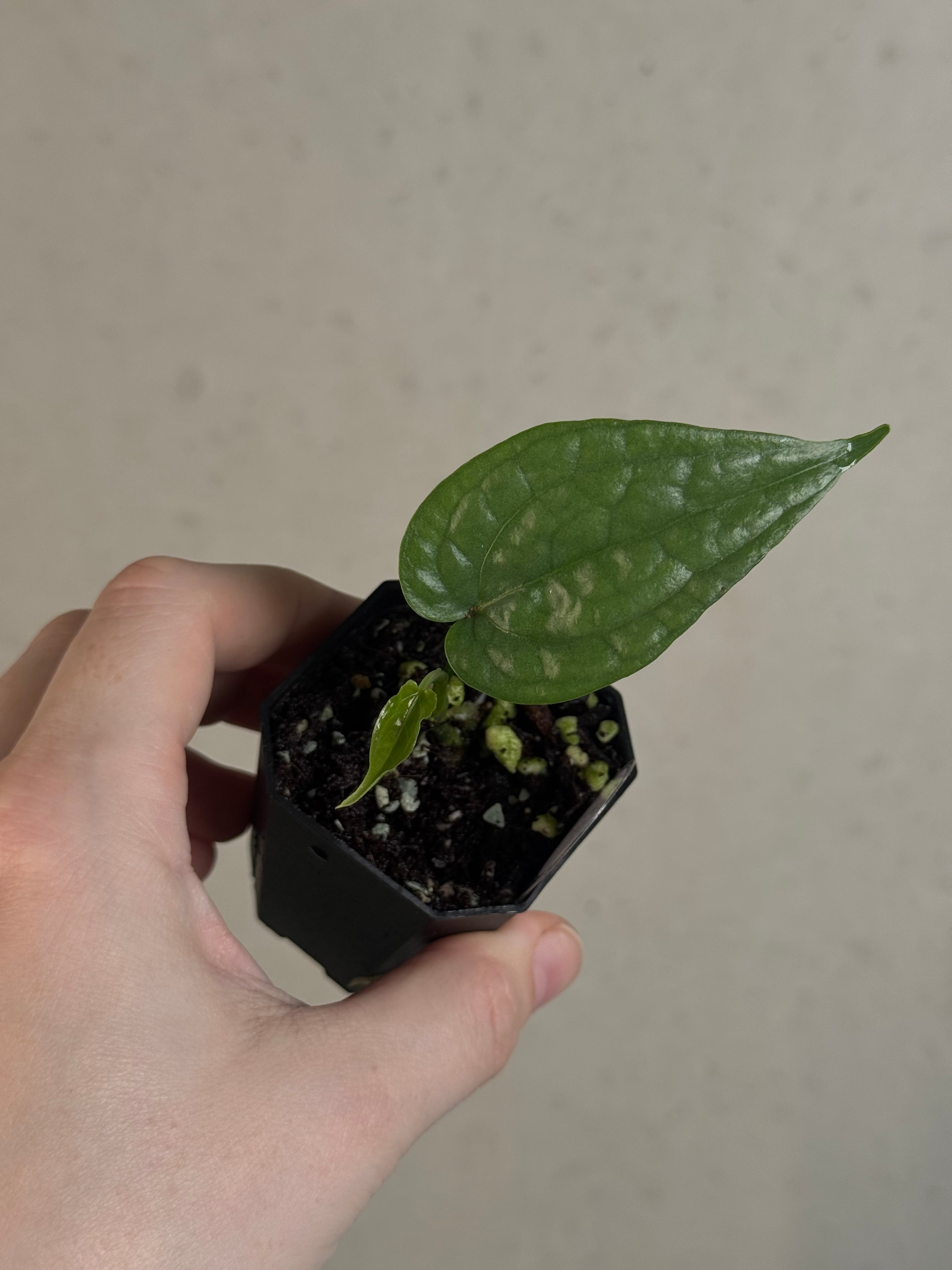 Anthurium sp. Limon