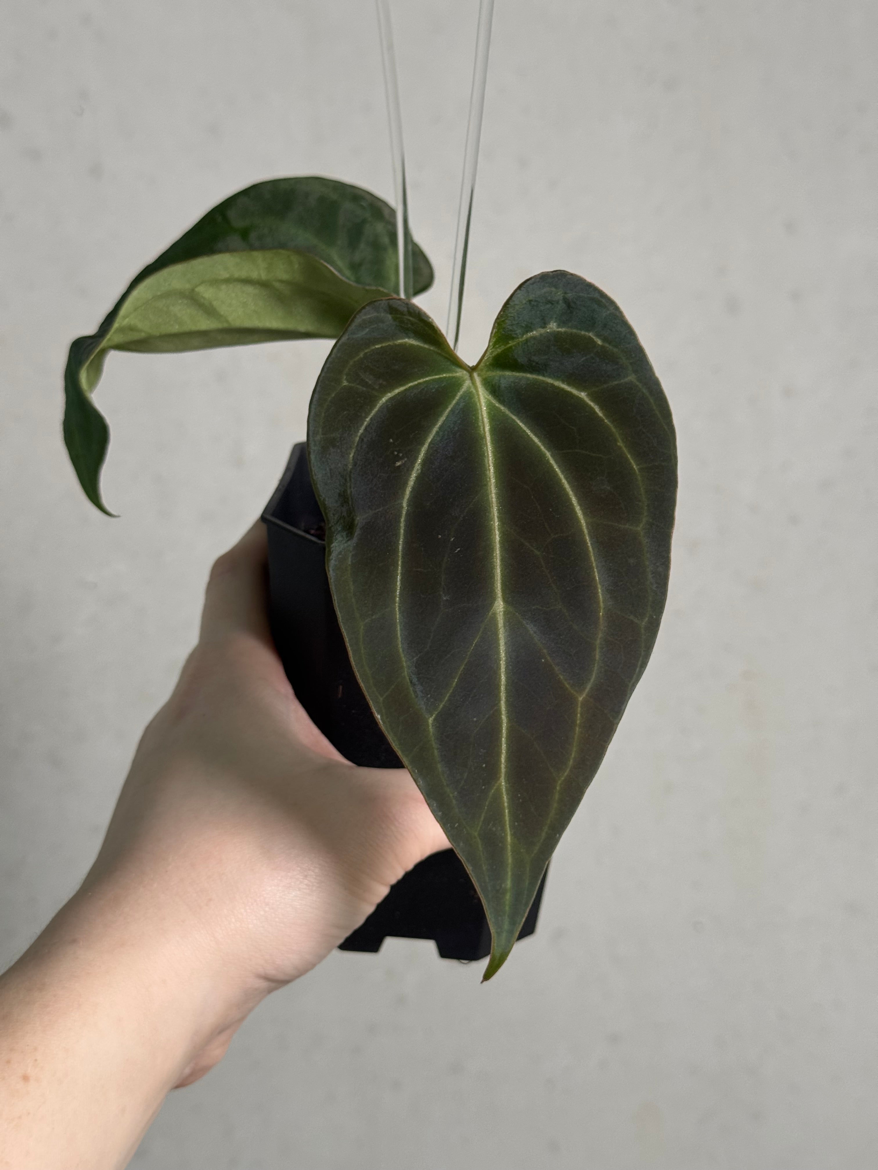 Anthurium DocBlock Black Widow '13' x '43' #3 - Clone - Pre-order - SMUKHI