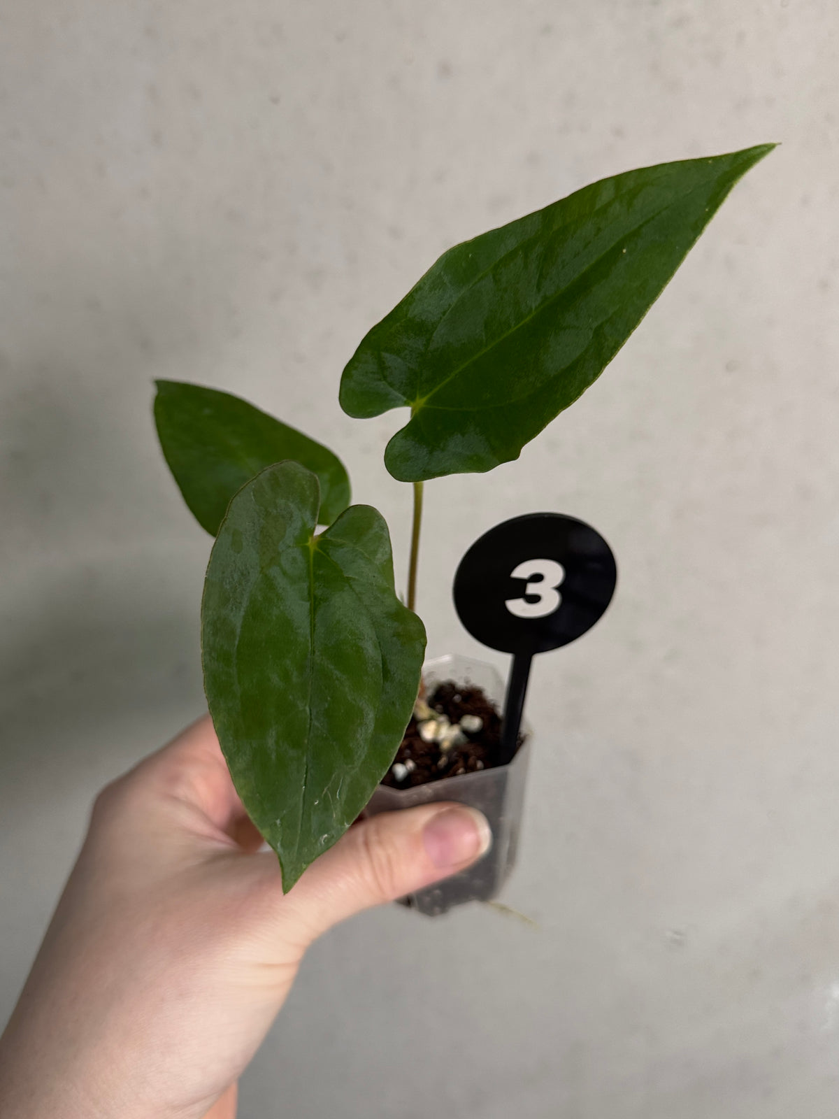 Anthurium FSxRL x RLxFS 'Rouge' plant by Mathiux Aroid with vibrant red foliage and lush green leaves.