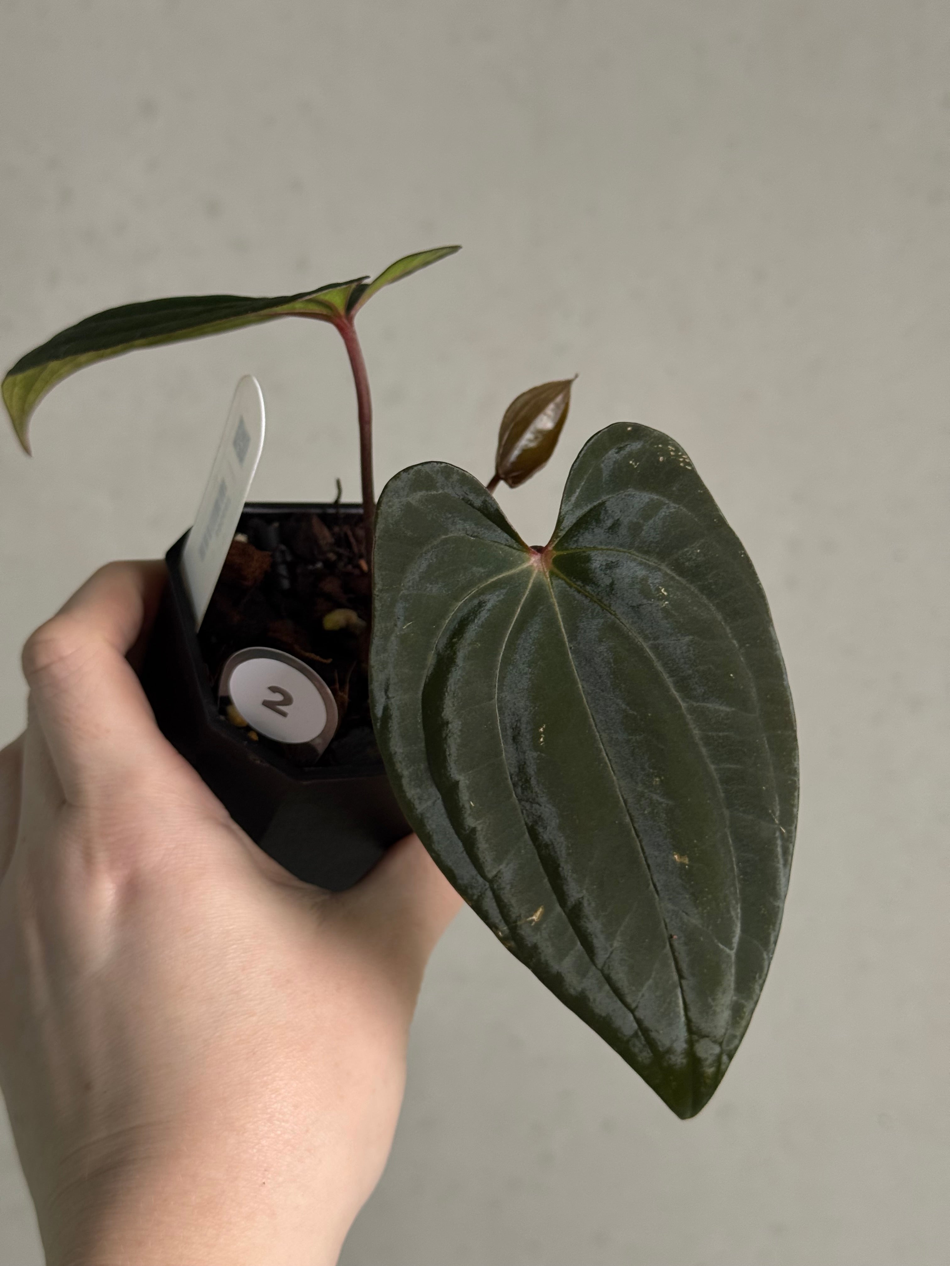 Anthurium ‘Sherpa’ (Dark Phoenix x RVDP) #2 - Clone - SMUKHI