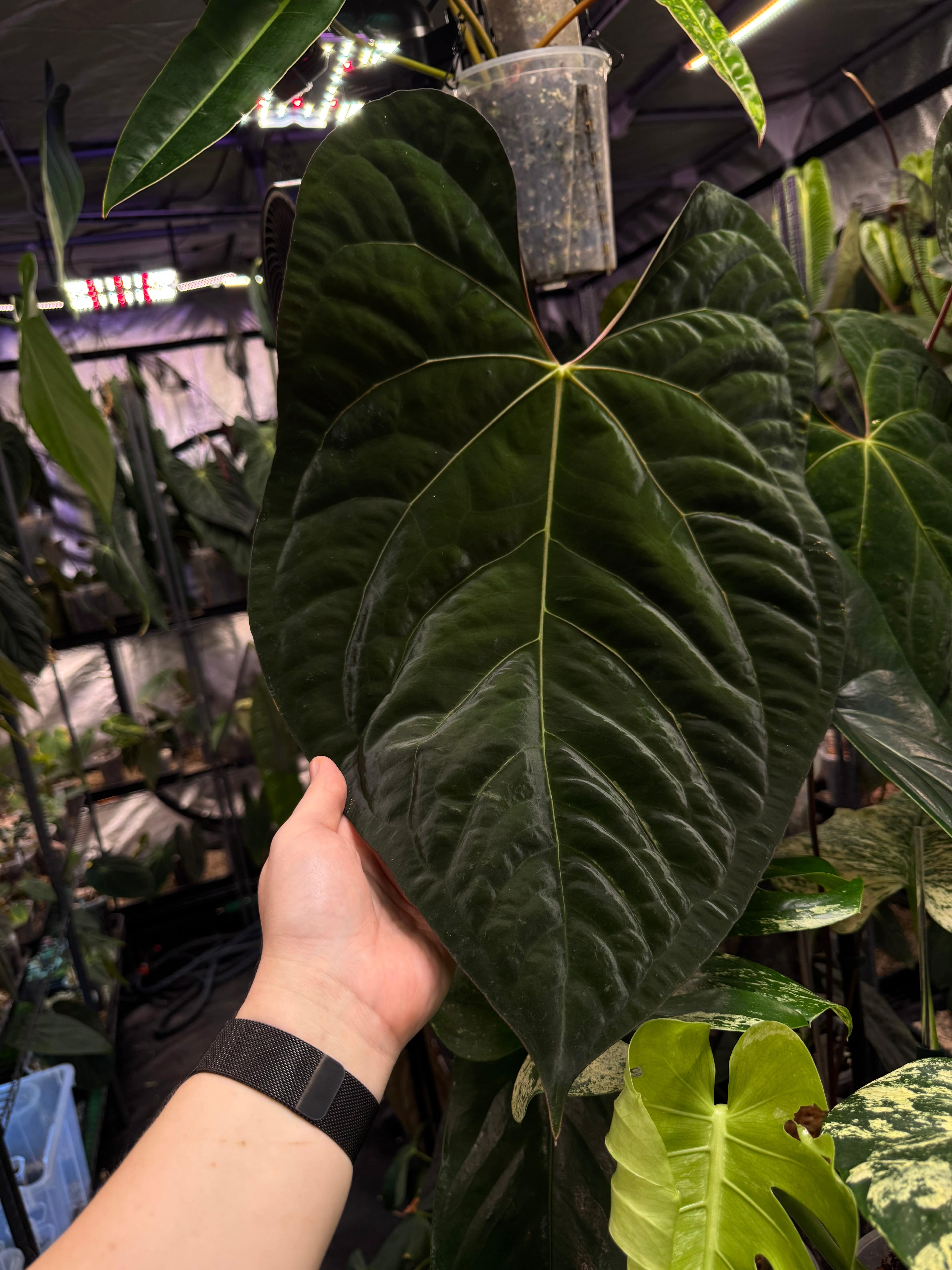 Dark form Anthurium Ace of Spades and Papillilaminum 'Marie' plants, lush green leaves with dark-spotted foliage, from SMUKHI.