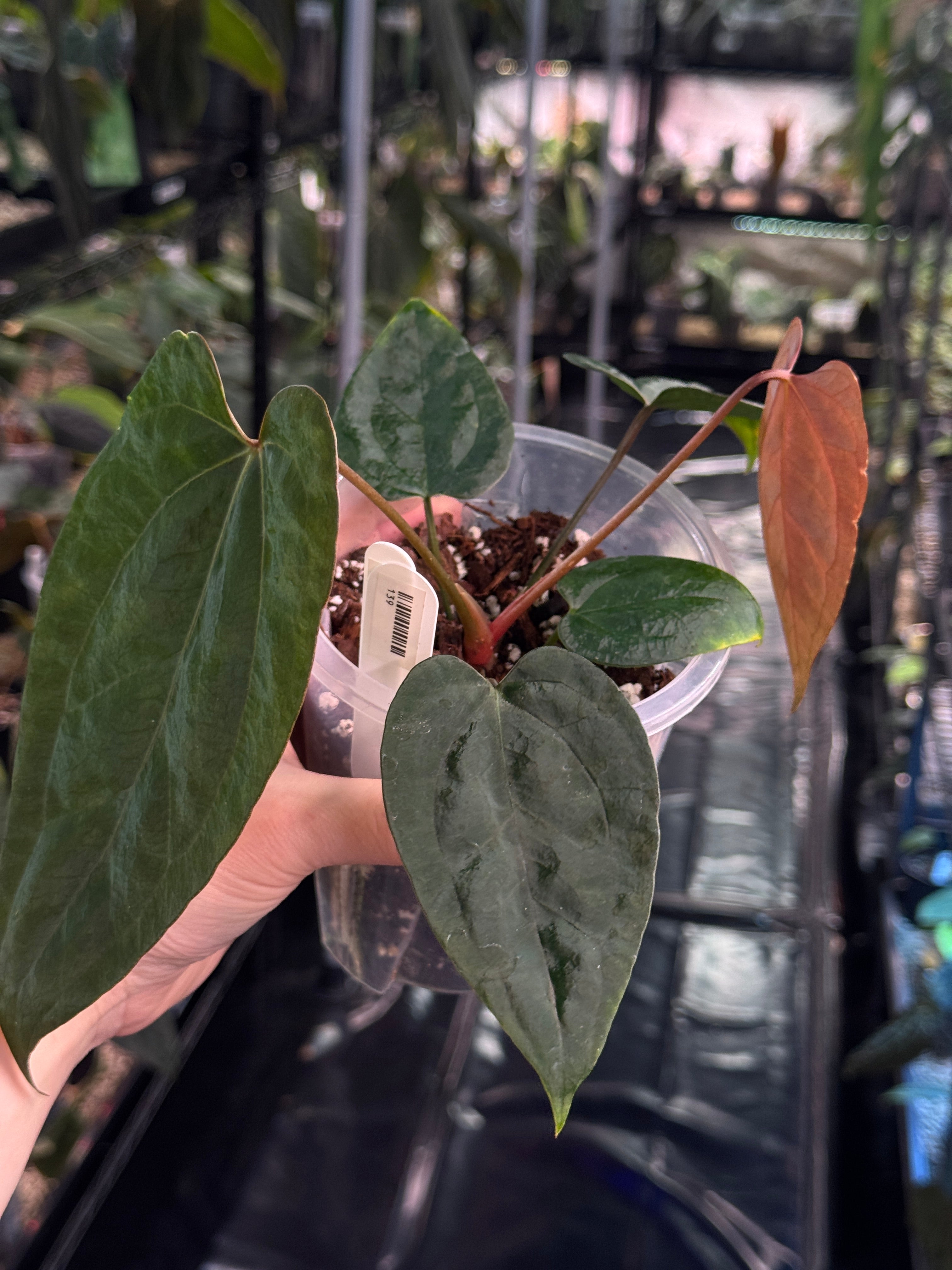 Anthurium Ace of Spades Dark Form x Portillae ‘Dorito’