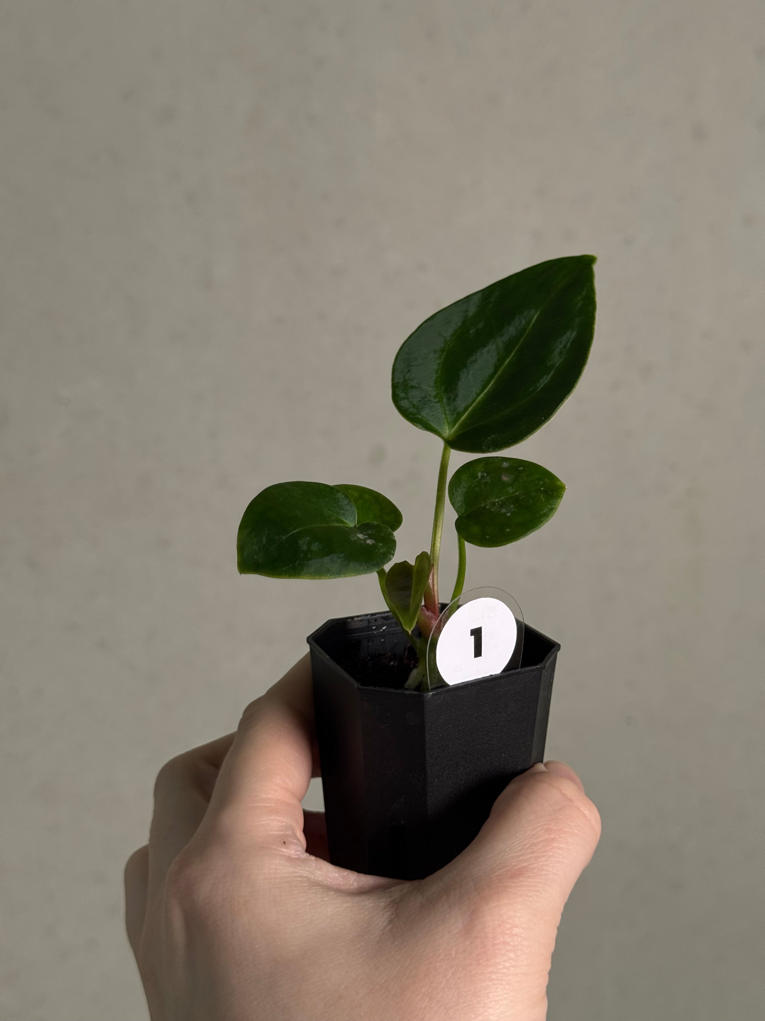 Anthurium Tim Anderson ‘Stripey’ x Portillae ‘Dorito’ - SMUKHI