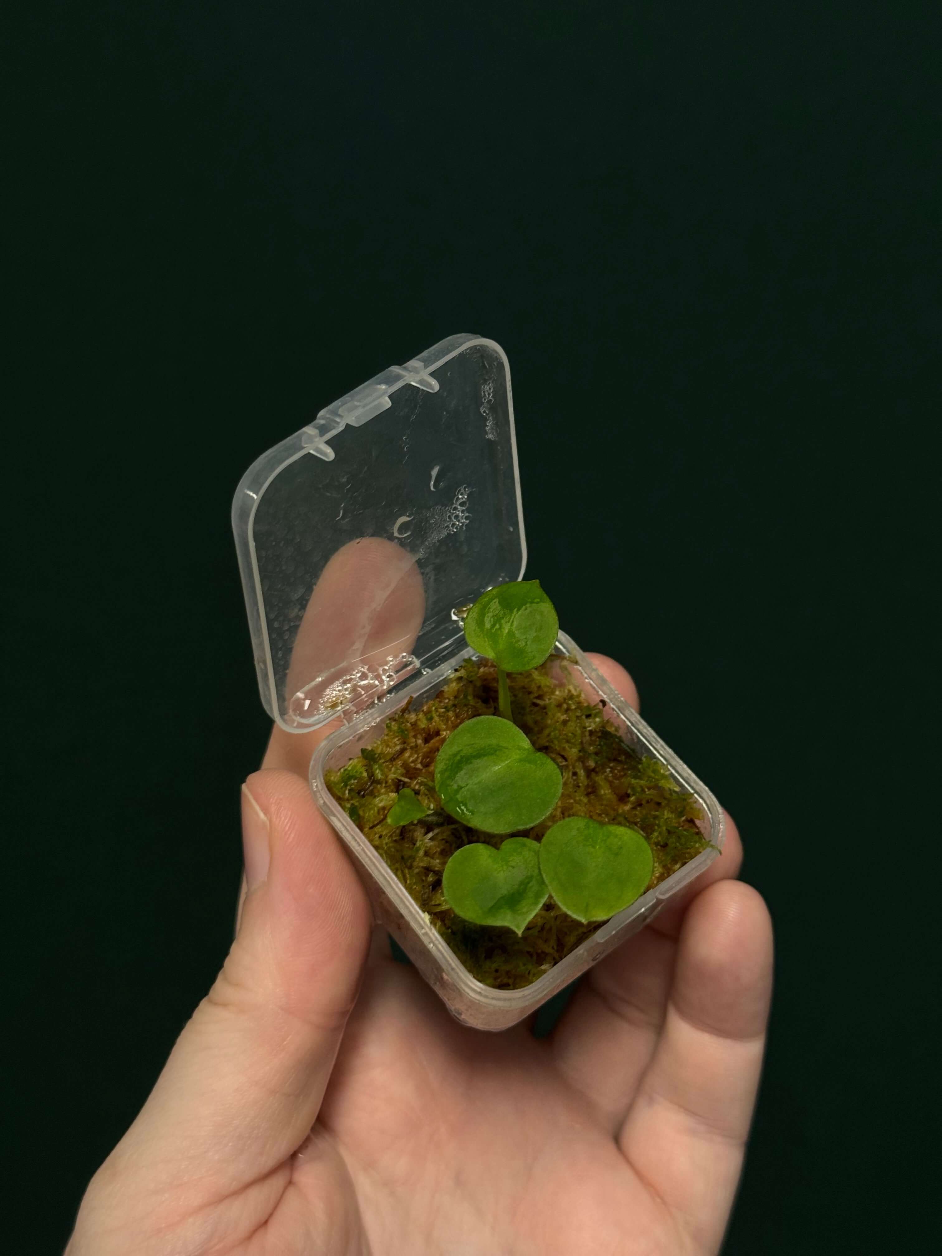Anthurium Crystallinum x self - Seedlings