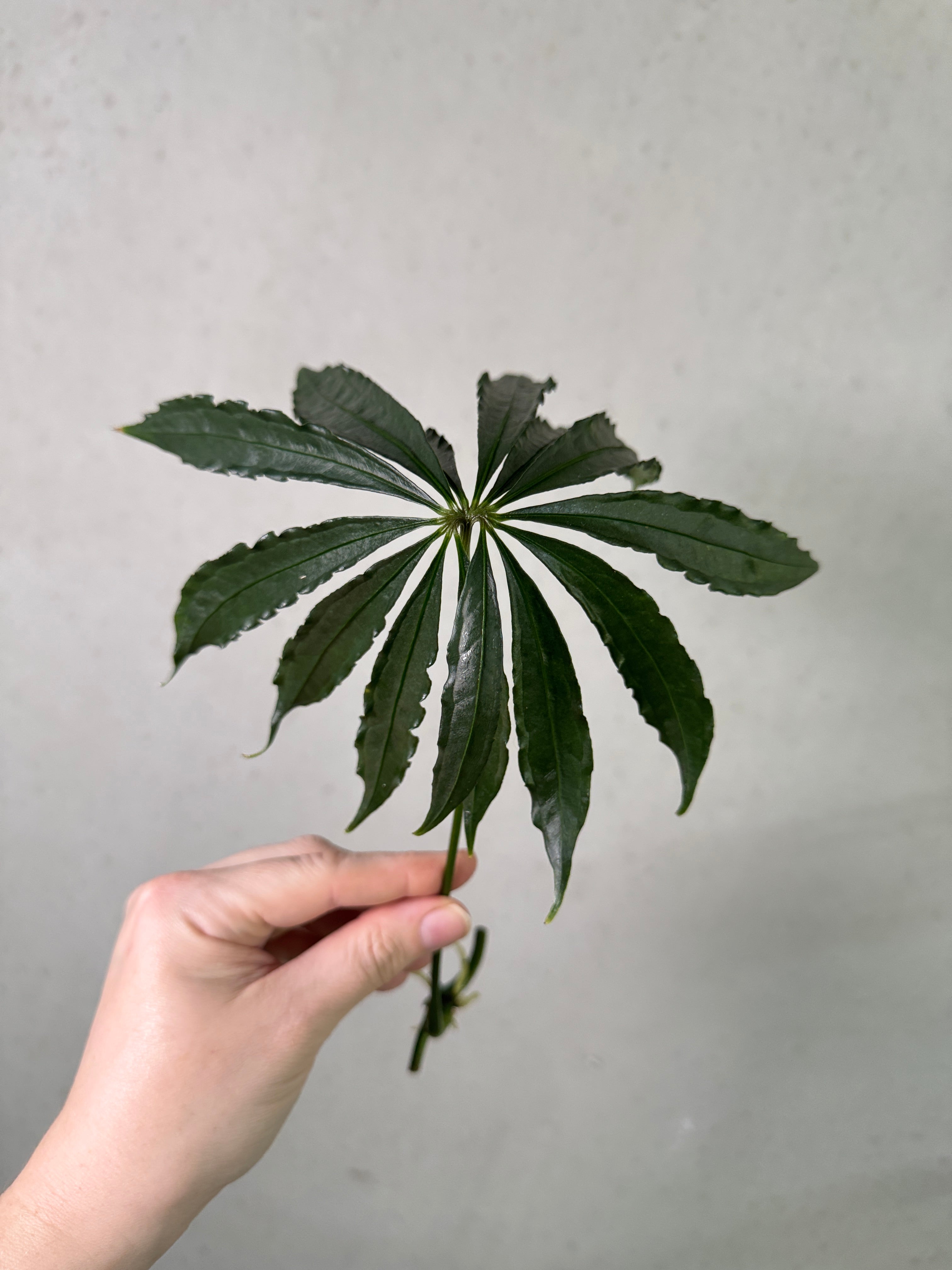 Anthurium Polyschistum clone plant by SMUKHI with lush green leaves and distinctive foliage, ideal for indoor or outdoor decoration.