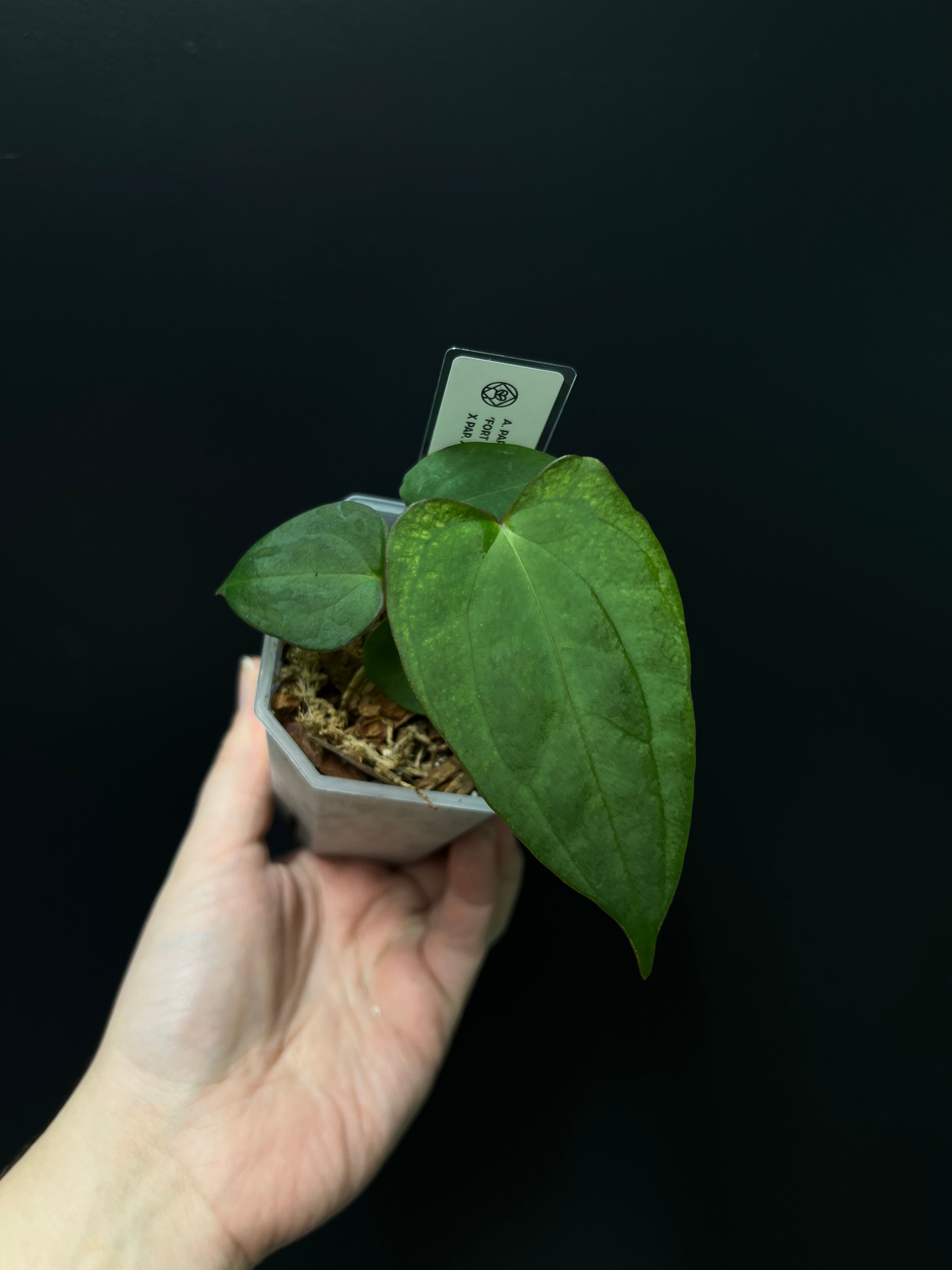 Anthurium Fort Sherman x XOne