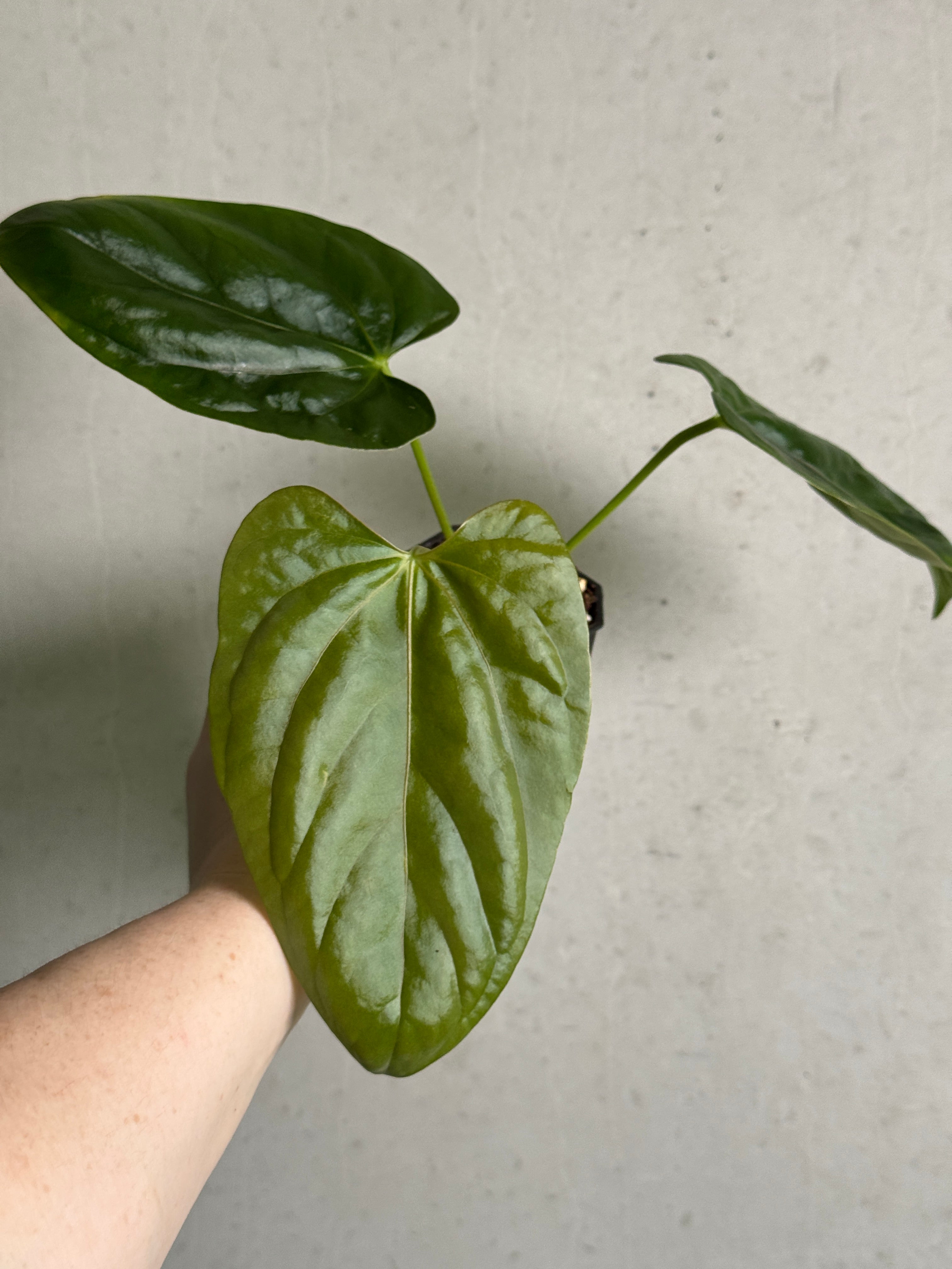 Anthurium Mr. Worldwide x Debile