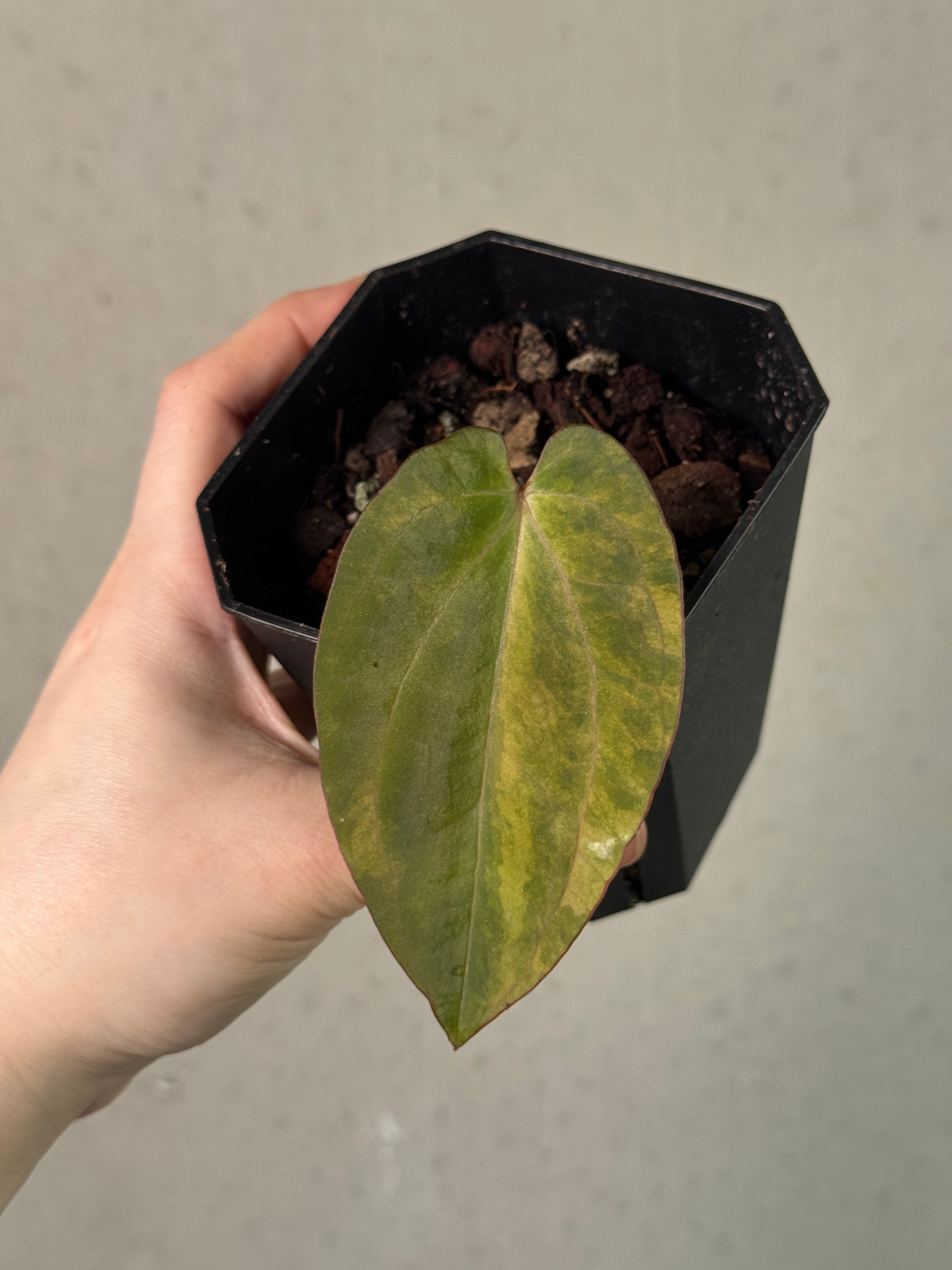 Anthurium Ace of Spades x RVDP Variegata - Clone - Pre-order