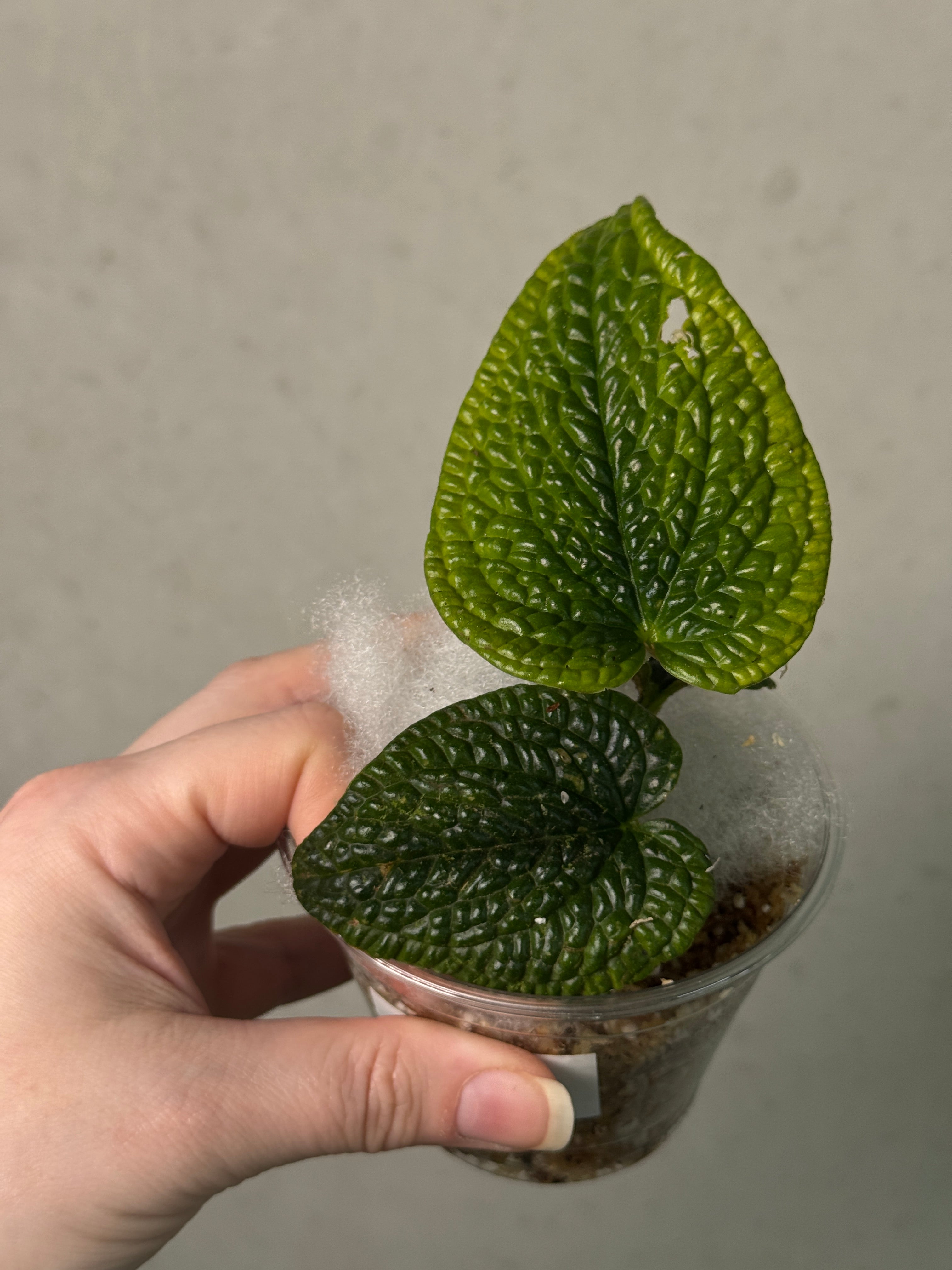Anthurium Splendidum