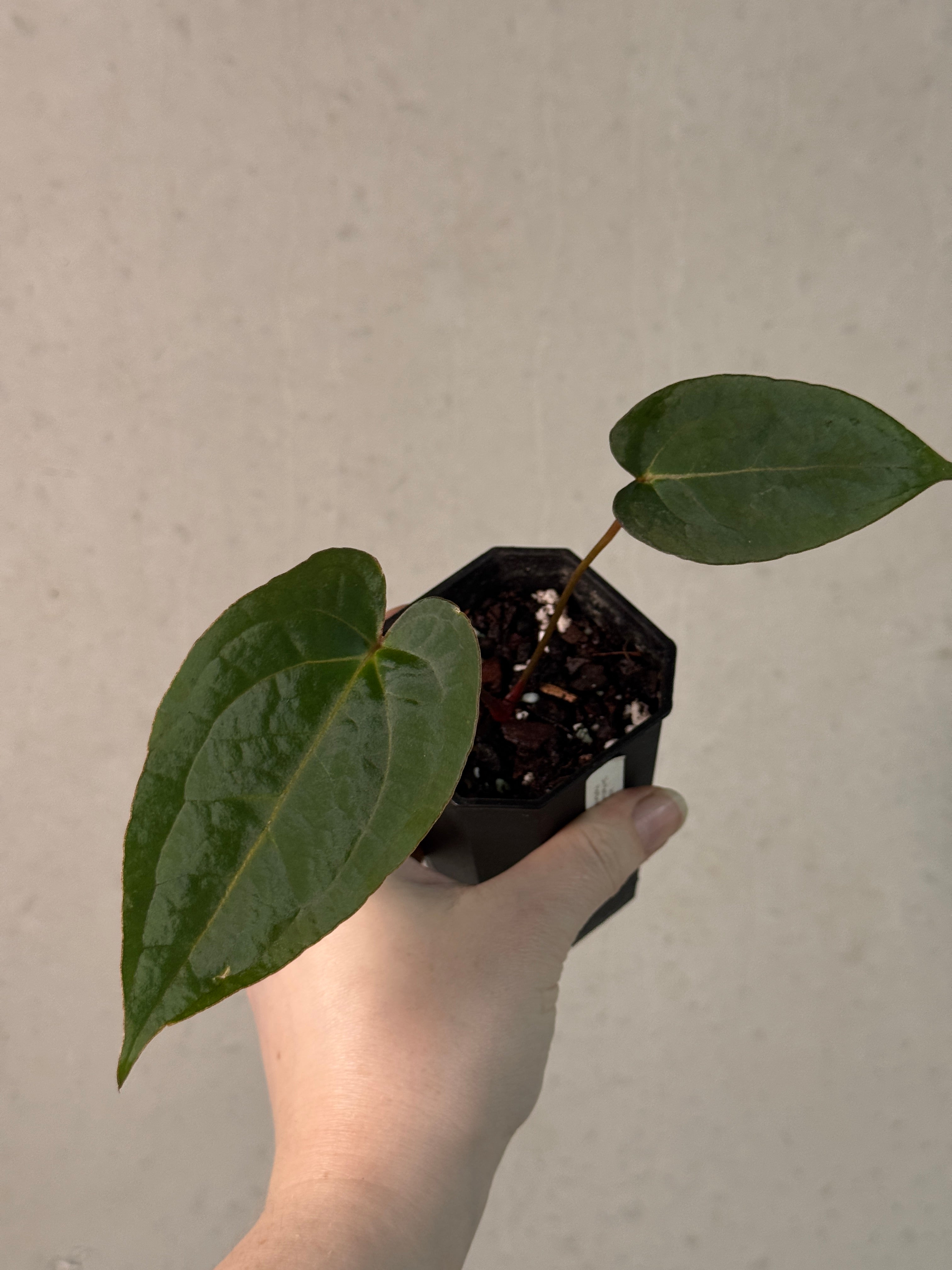 Anthurium (Blue Papillilaminum x Forgetii) x (Papillilaminum XOne x XOne)