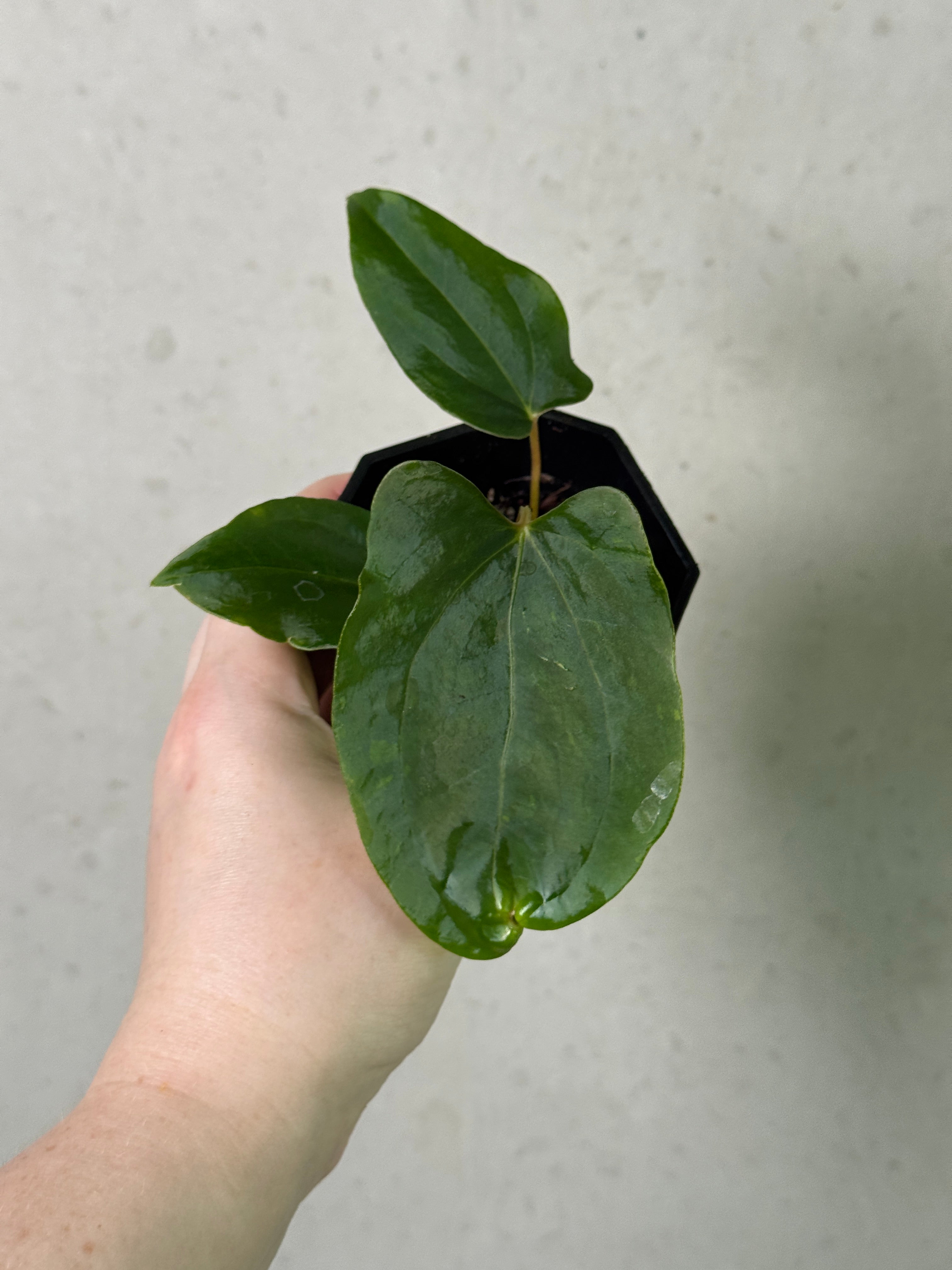 Anthurium Ralph Lynam S1 clone plant by SMUKHI, showcasing vibrant green leaves and glossy foliage on a healthy potted plant.