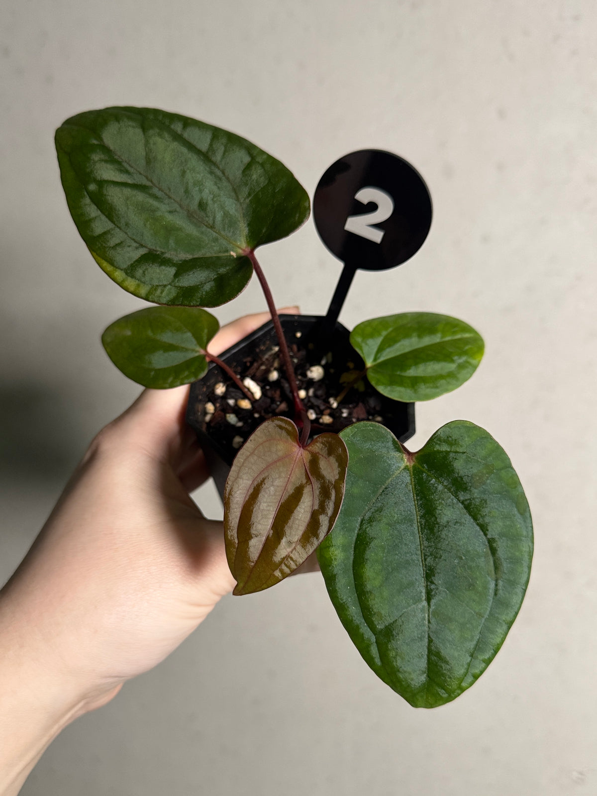 SMUKHI Anthurium (BVEP x RVDP) x RVDP plant with lush green leaves and vibrant red spathes, healthy and well-growing indoors.