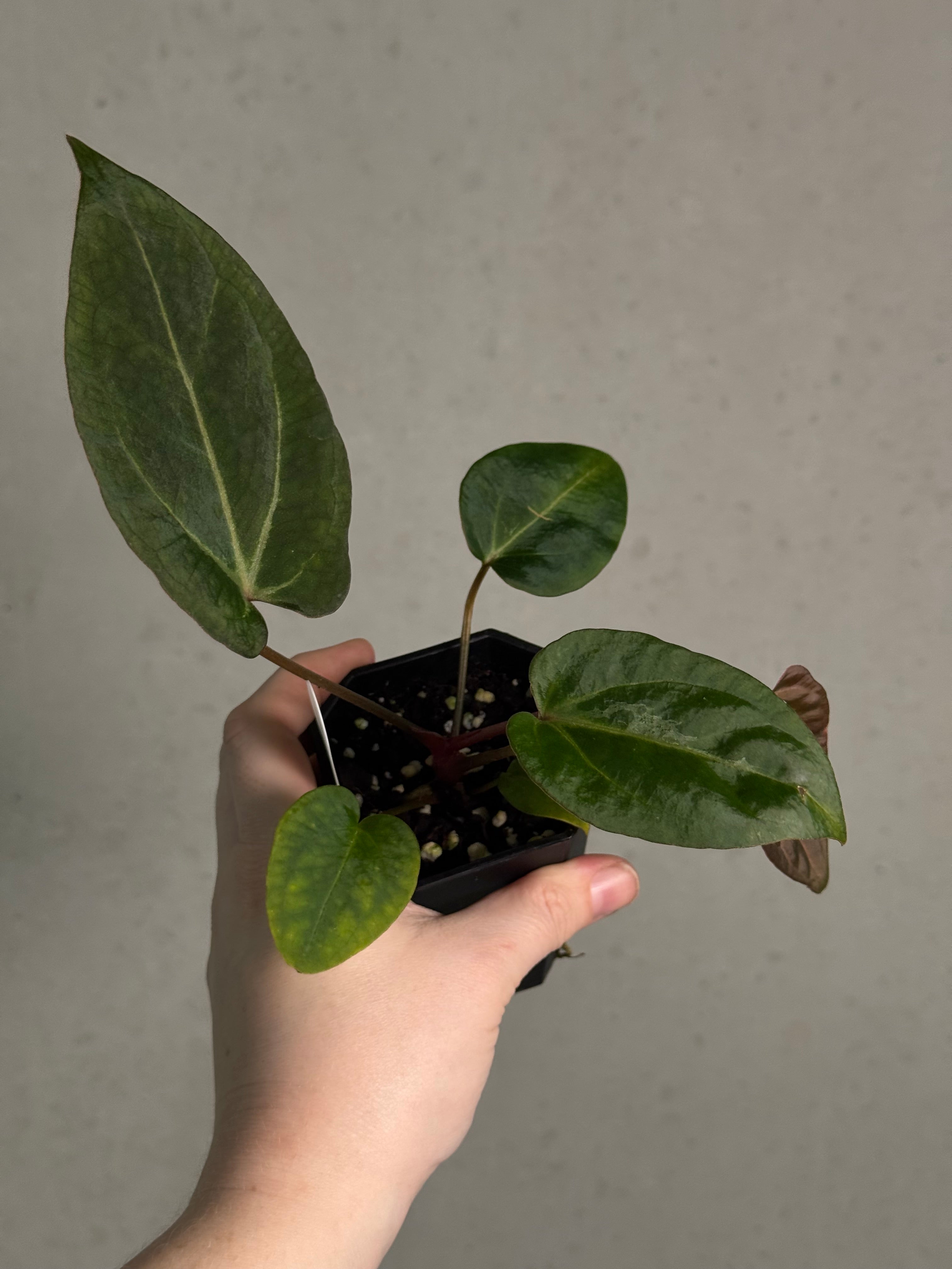 Anthurium Carlablackiae RA10 S1 x Dressleri ‘Obsidian’ - SMUKHI