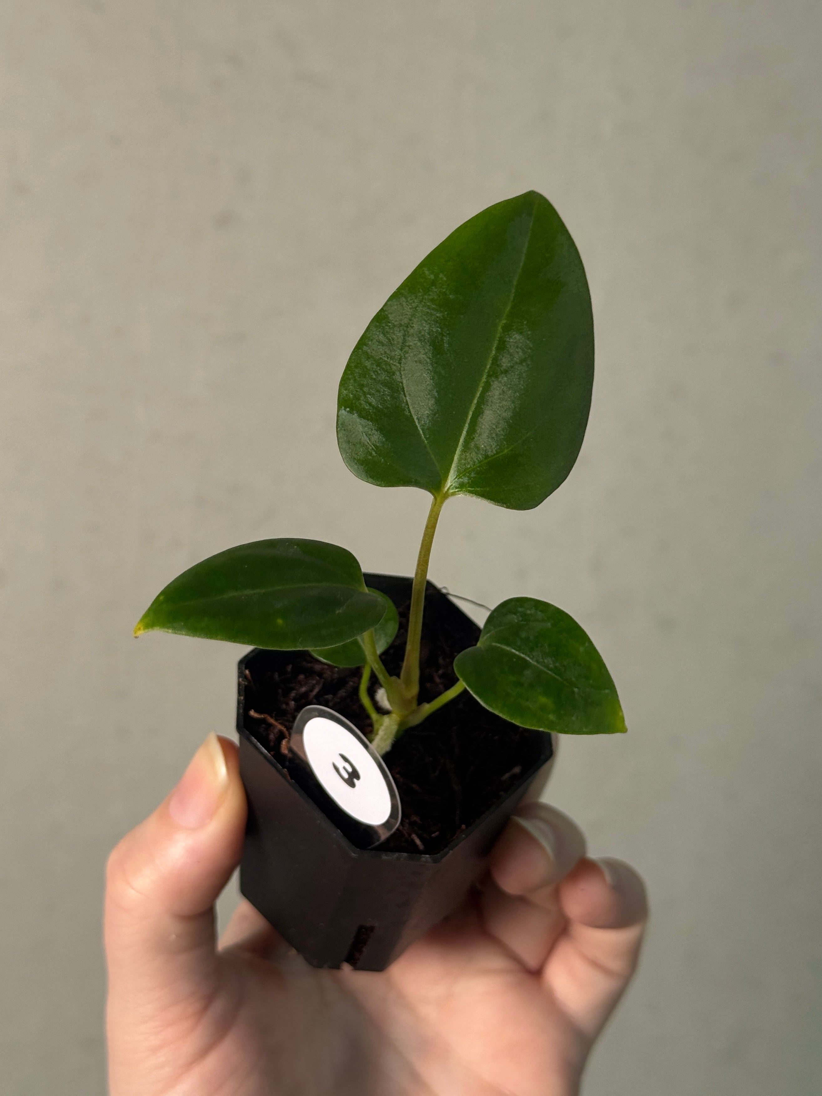 Anthurium (Papillilaminum 'Marie' x 'IL') x Indo Portillae or self - SMUKHI