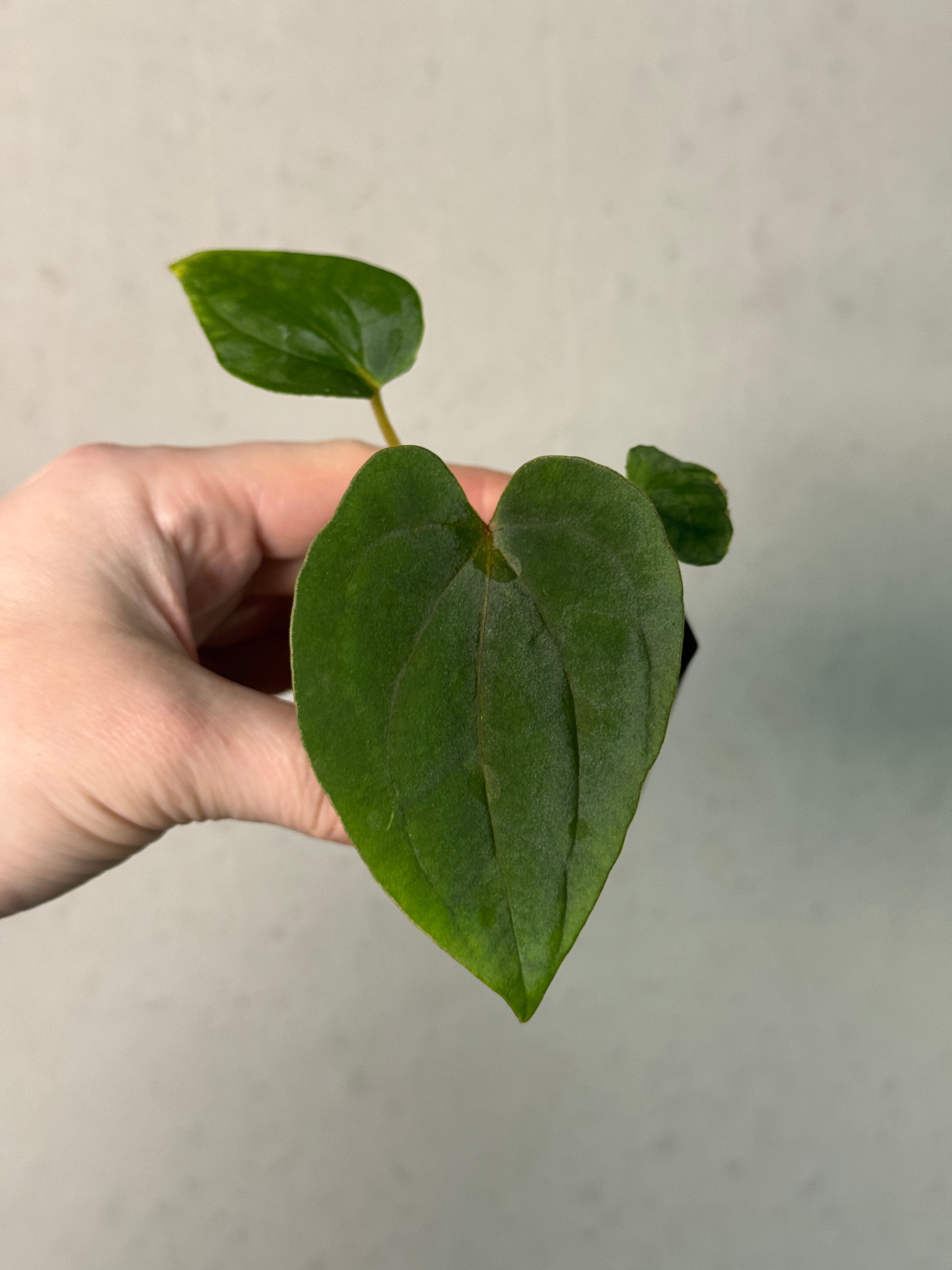 Anthurium Dressleri NSE 'Obsidian' x (Black x RG F2 Dark) - SMUKHI