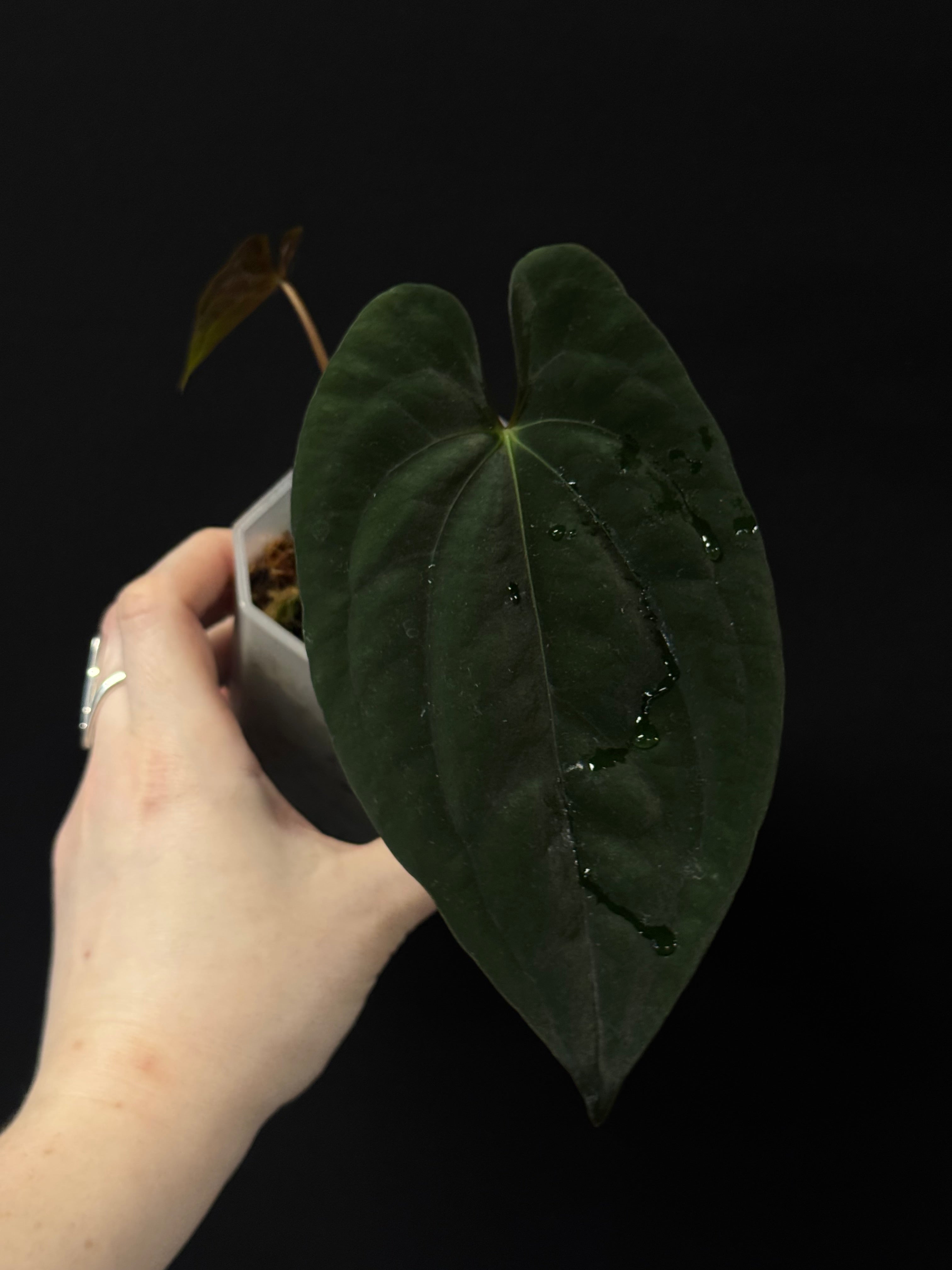 Anthurium Dark Phoenix - Clone