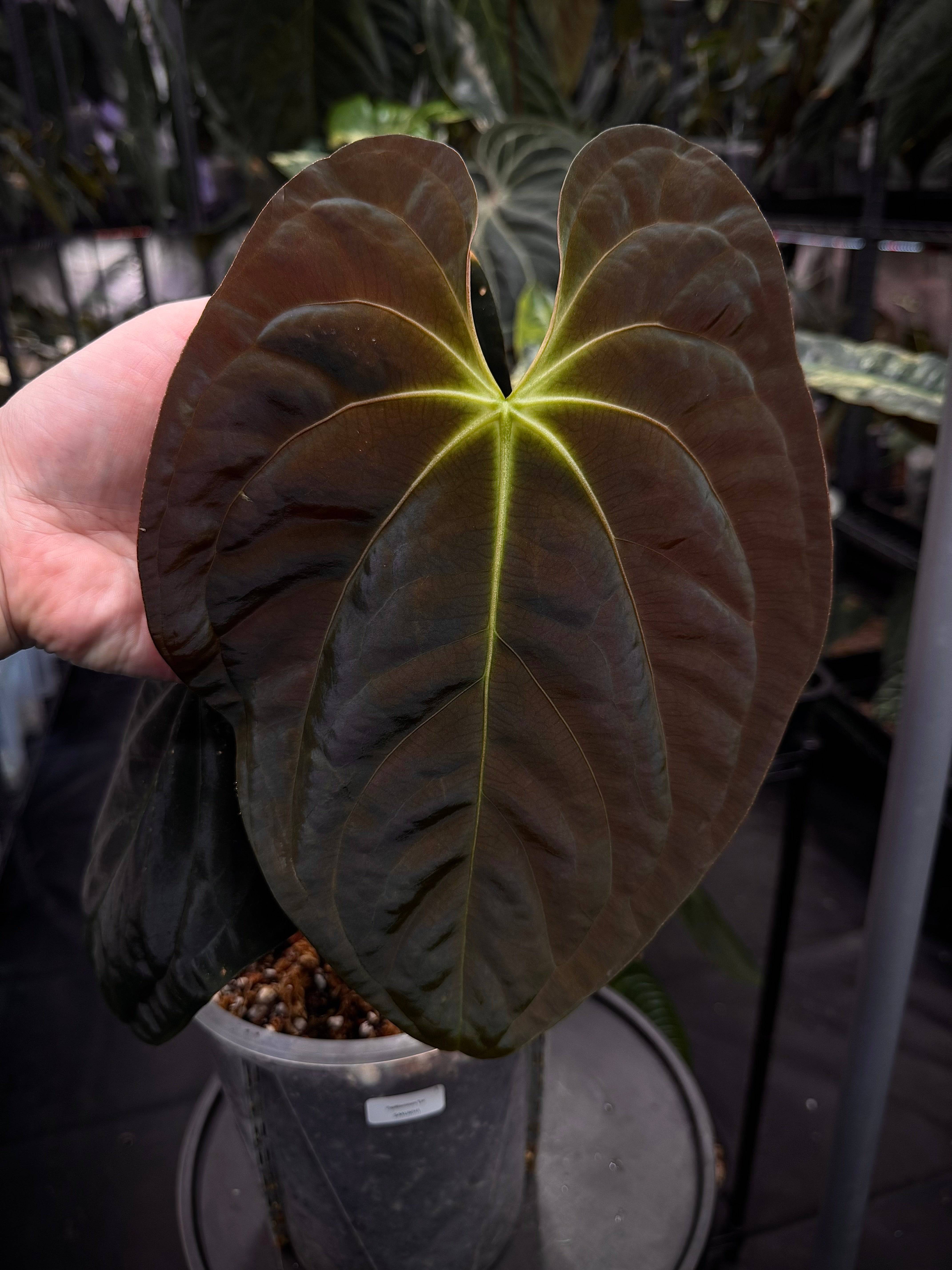 NFS: Anthurium Papillilaminum 'Em' - SMUKHI