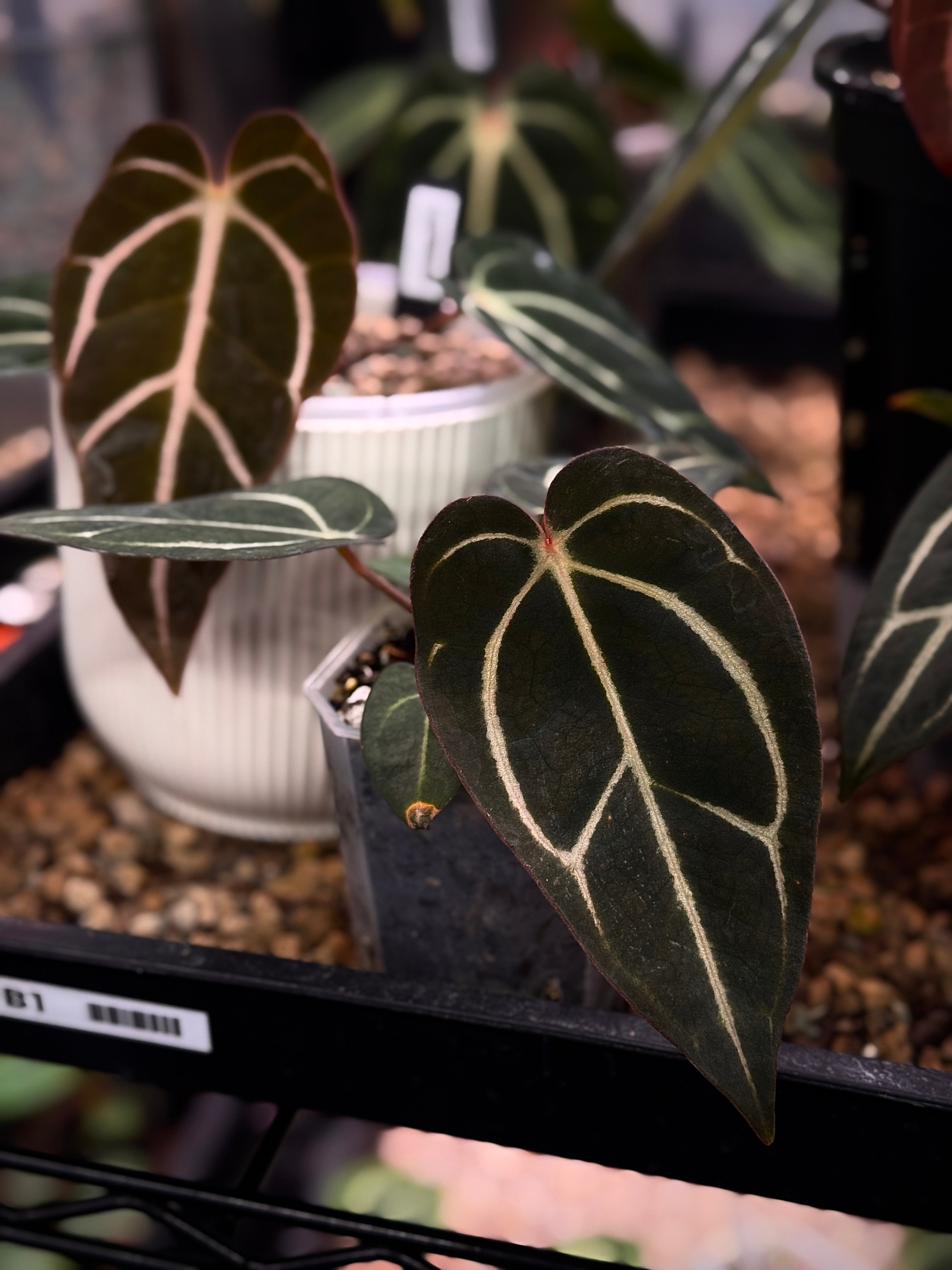 NFS: Anthurium Carlablackiae RA5 x RA10