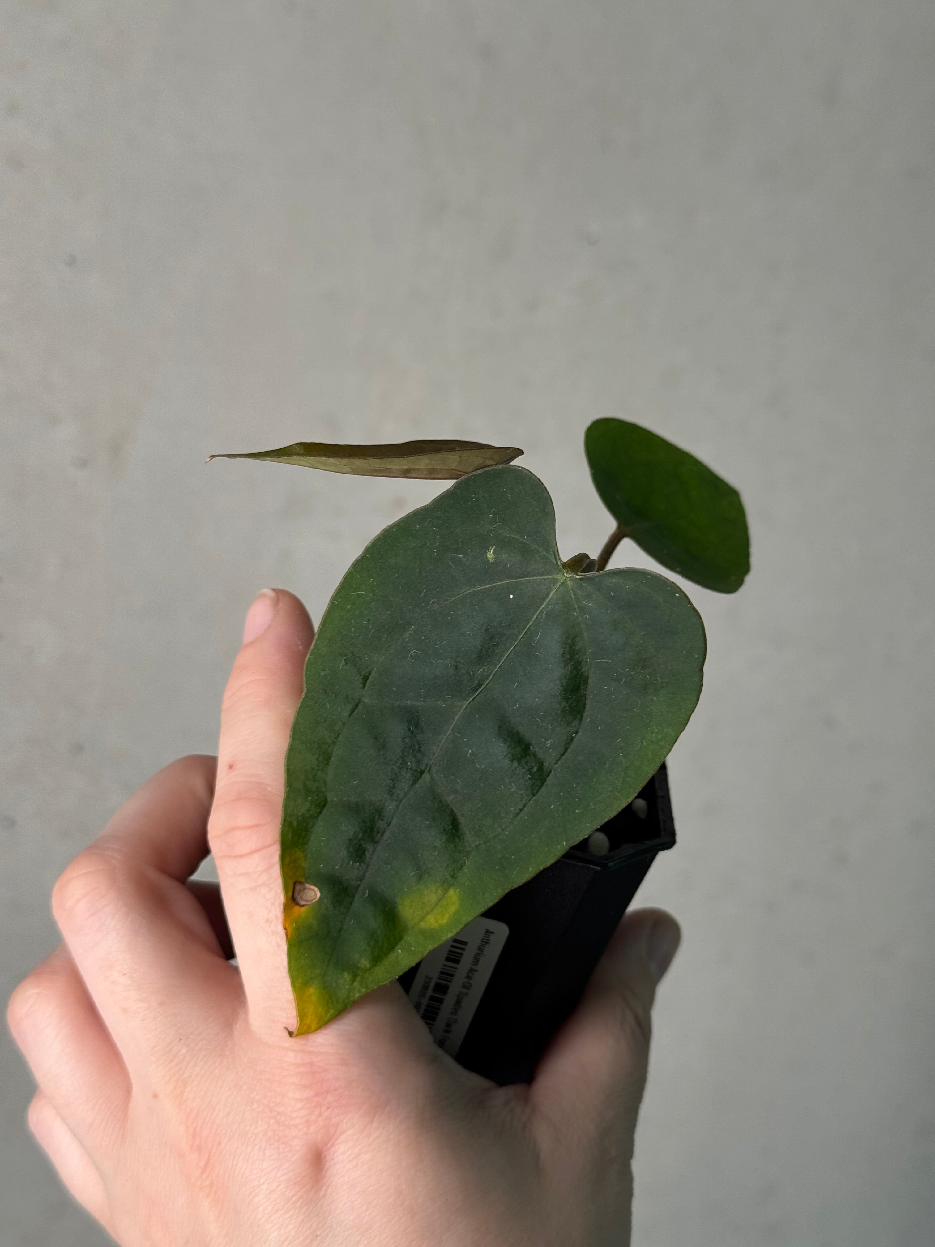 Anthurium Ace Of Spades Dark Form F1 (SKG)