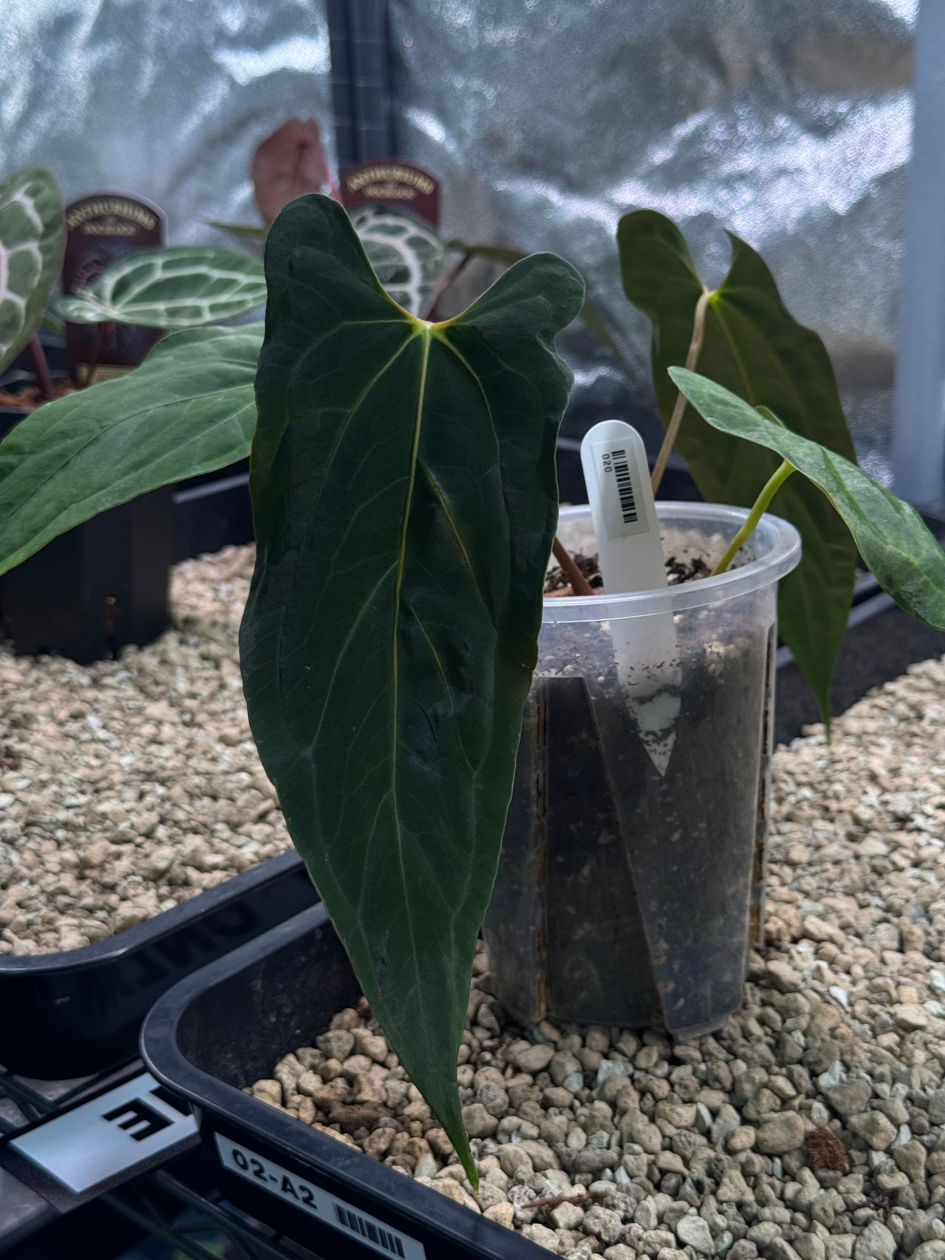 Anthurium Fort Sherman x Ralph Lynam S1