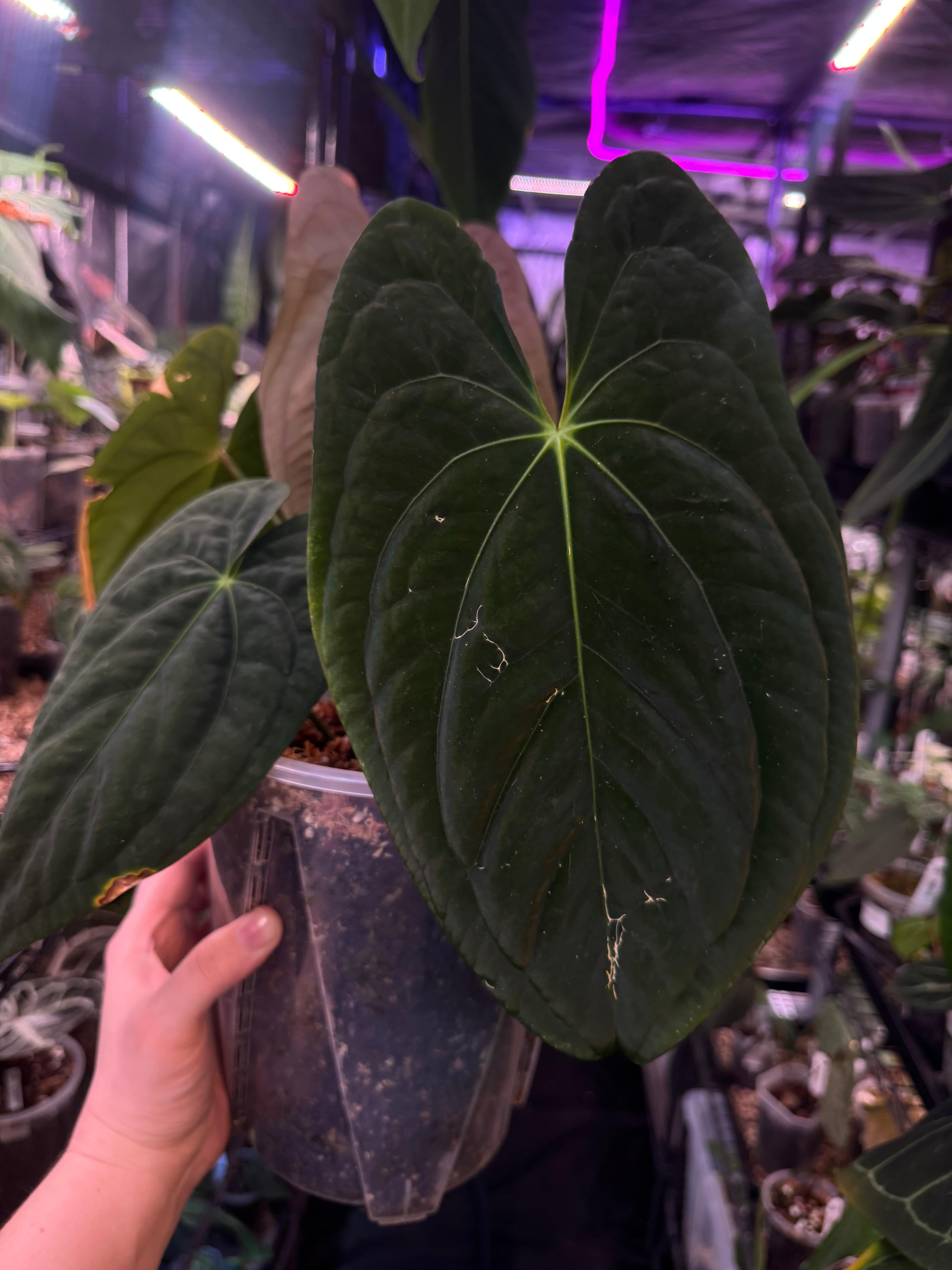 Anthurium Dark Phoenix - Clone - SMUKHI