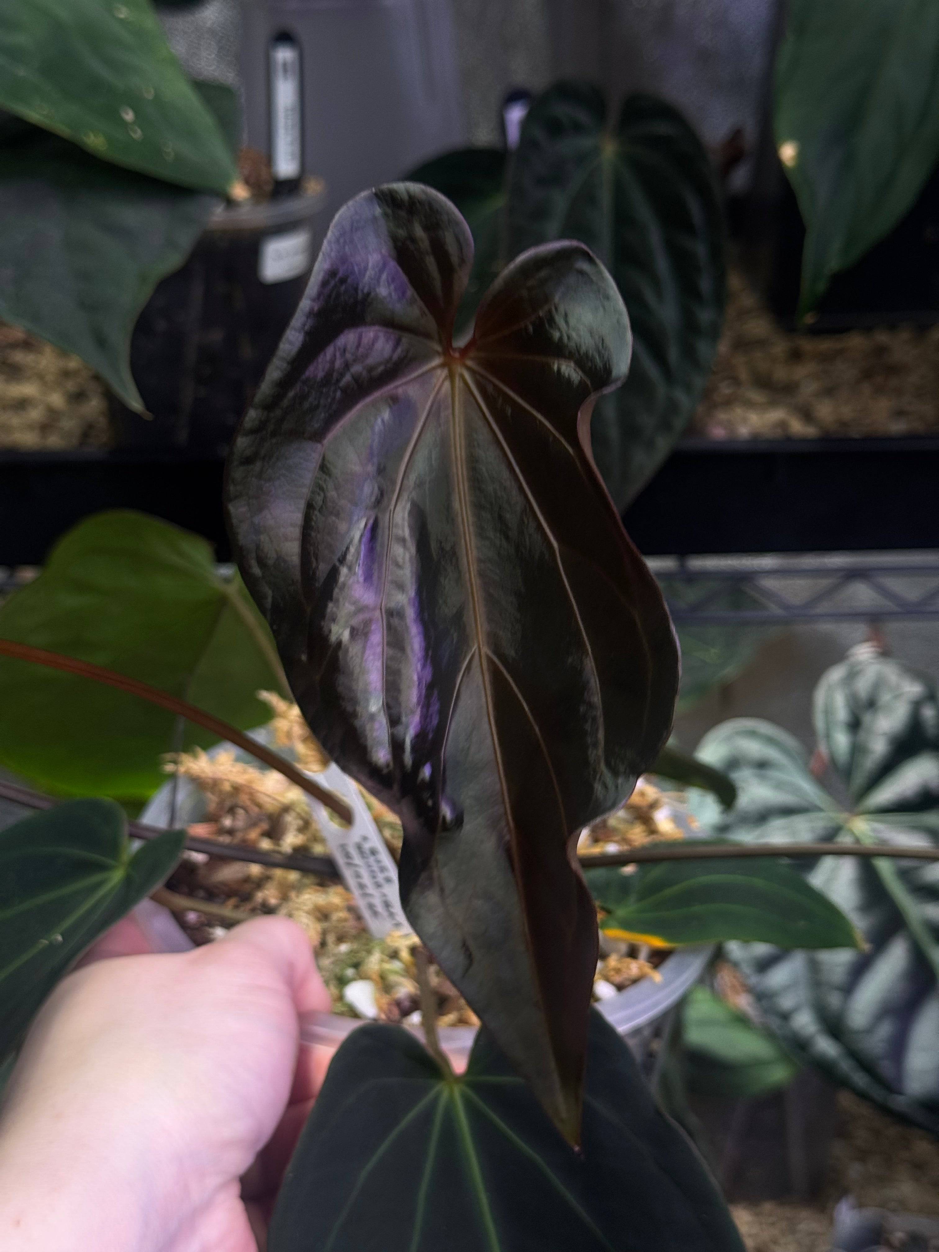 NFS: Anthurium Black Widow '13' X Red Velvet Cake '24' - SMUKHI
