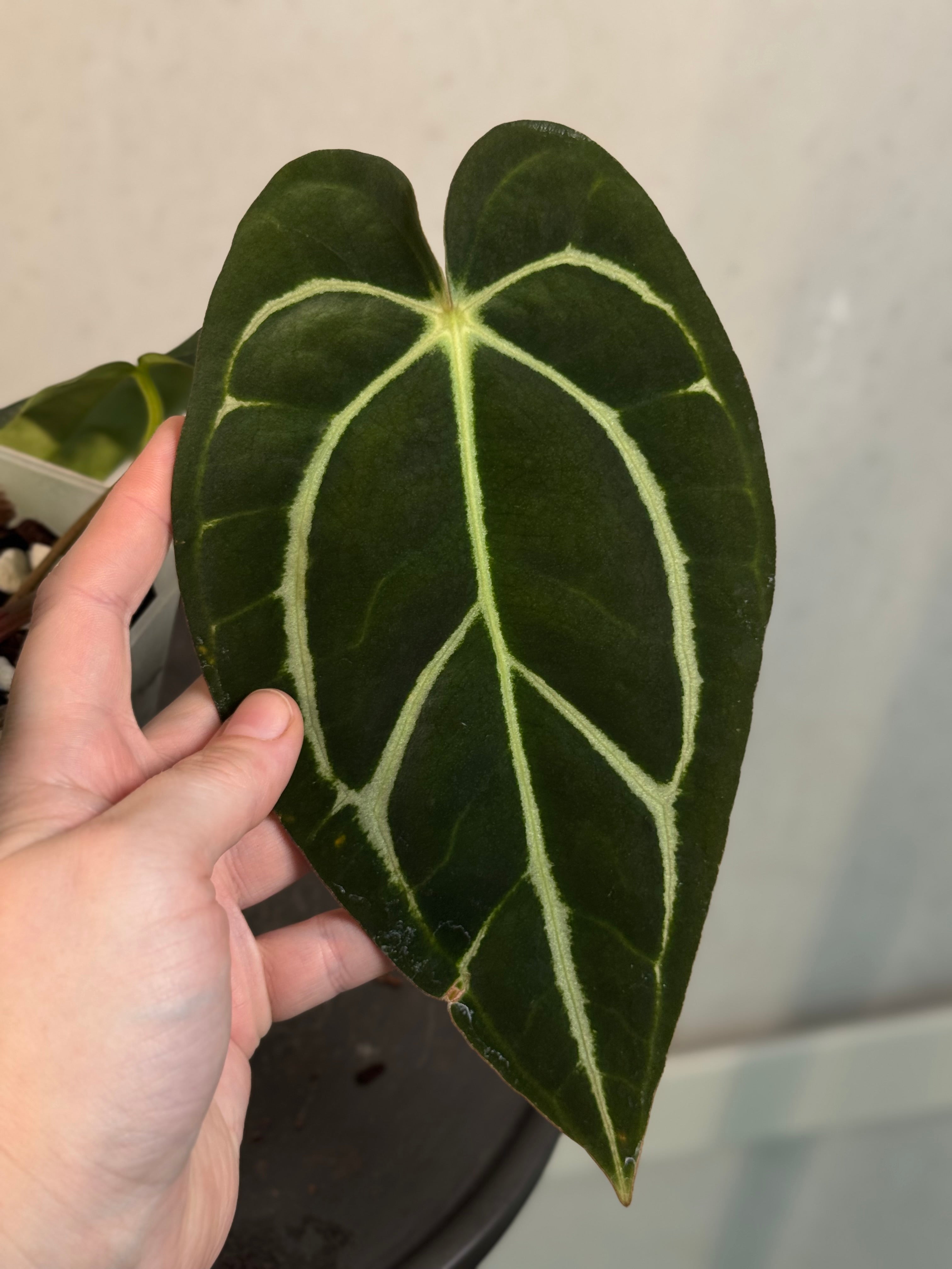 Anthurium Carlablackiae