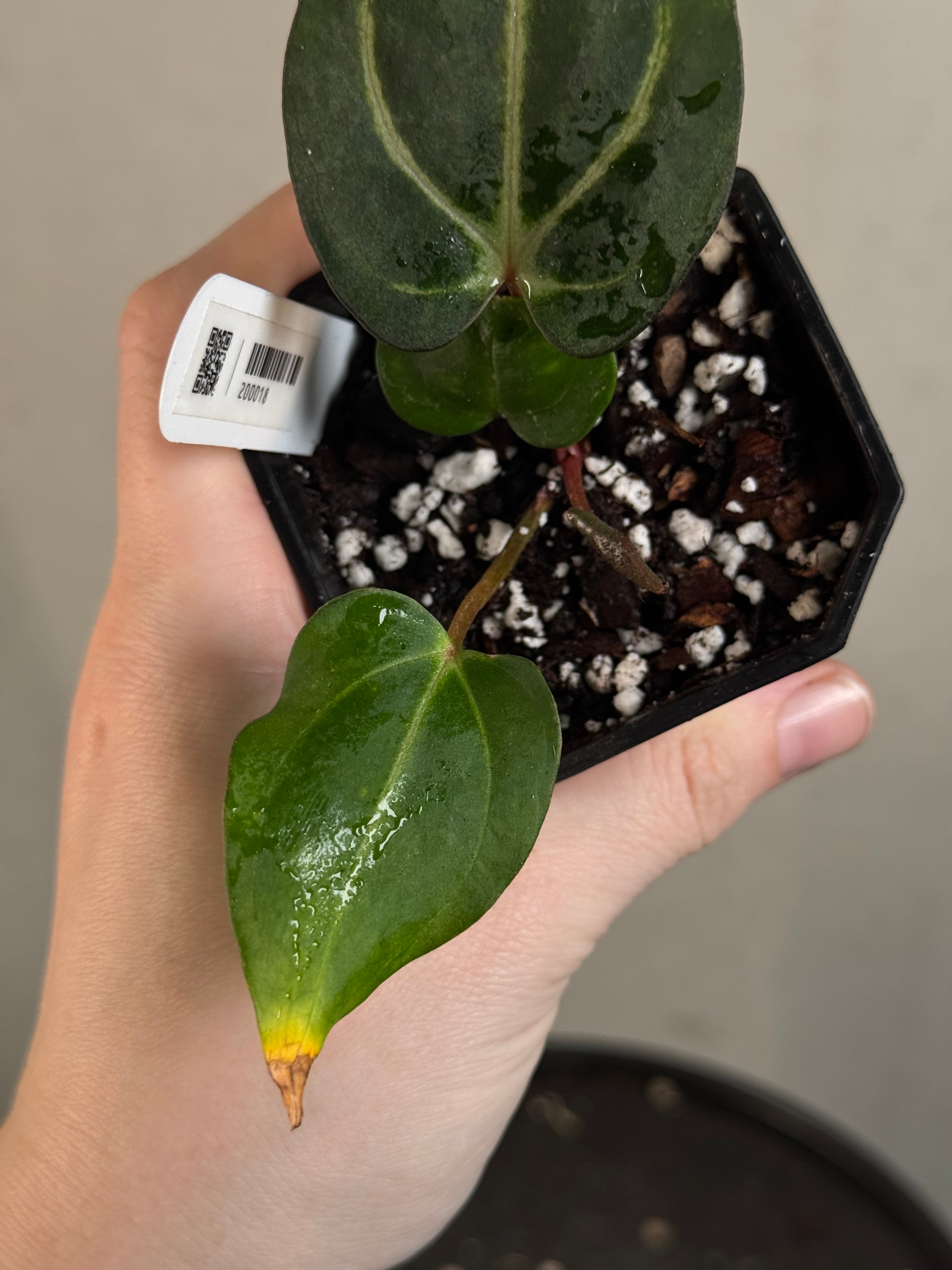 Anthurium Carlablackiae PM2 x PM1 - Pre-order