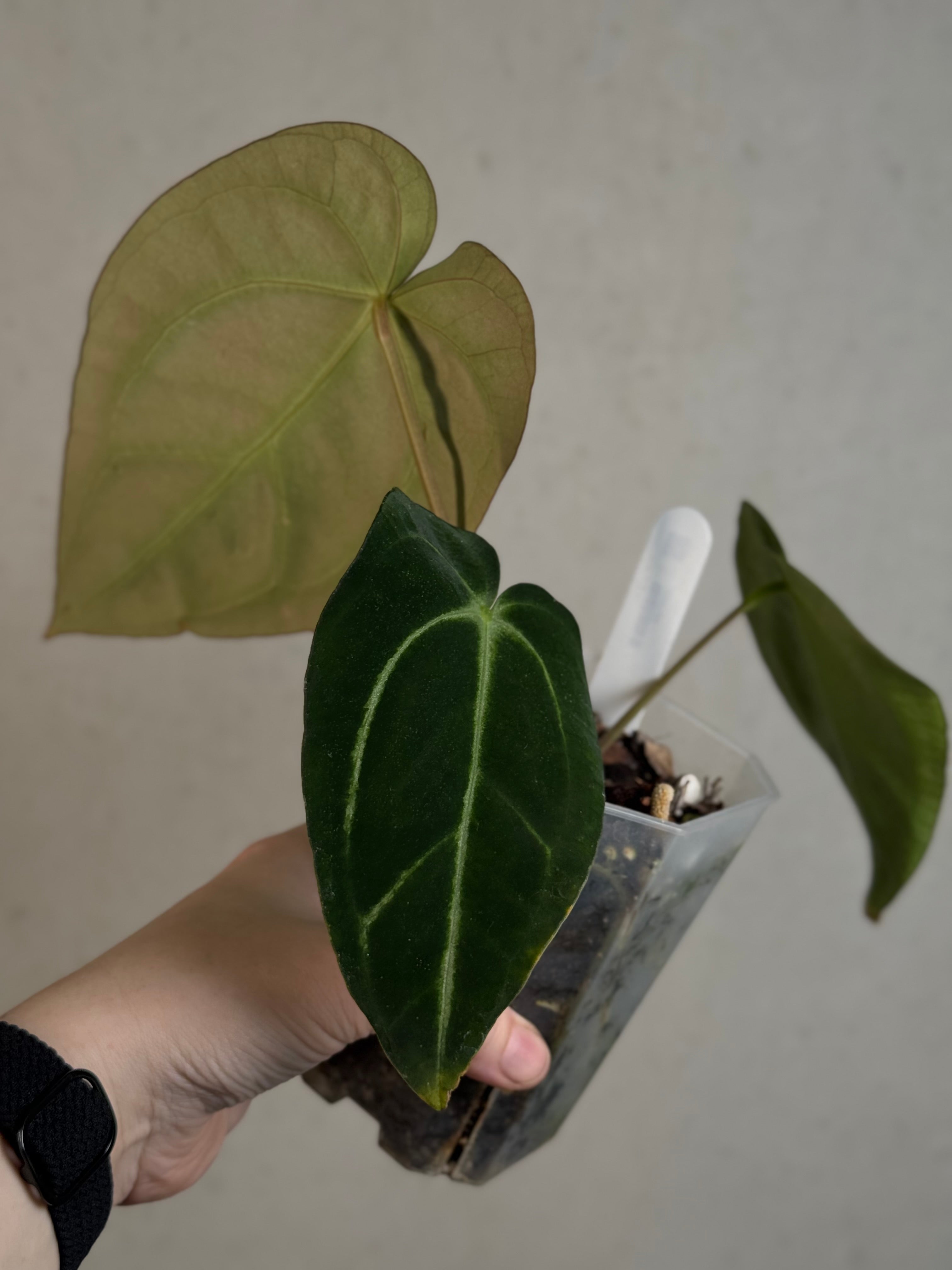Anthurium Carlablackiae