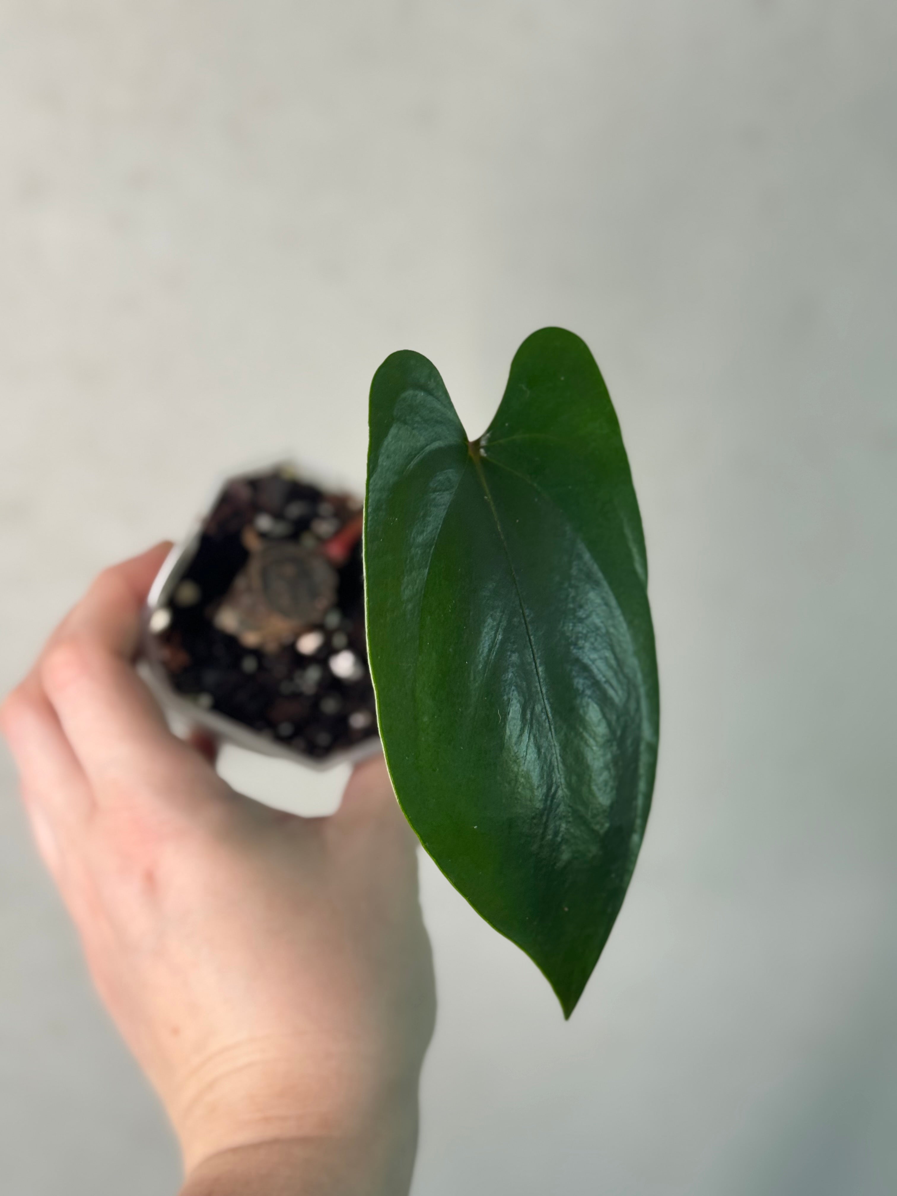 Anthurium sp. Napo (Nigrolaminum 'Gigi') - Clone