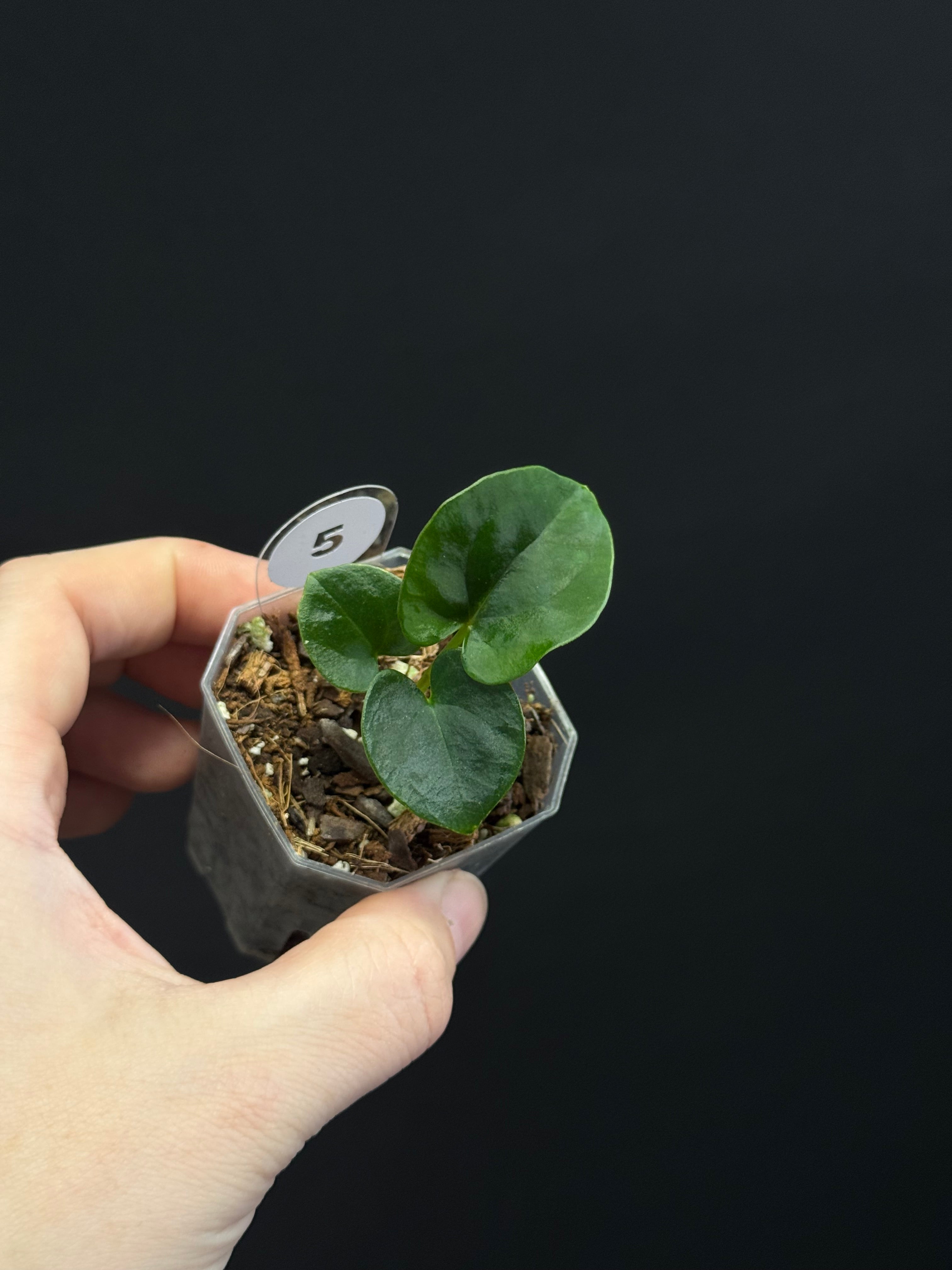 Anthurium Dressleri RG F3 (JV) x self