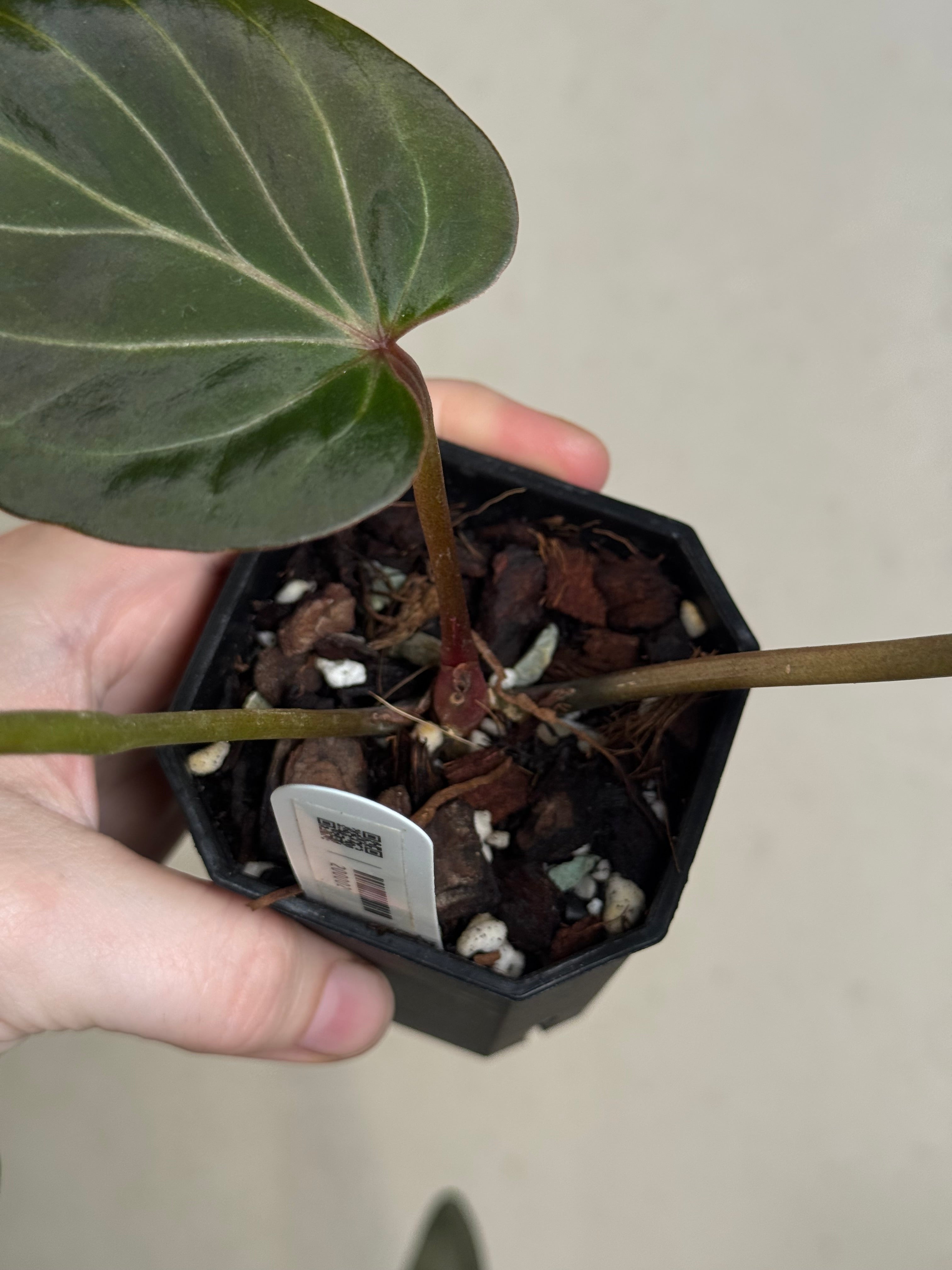Anthurium HU (King Of Spades / HU