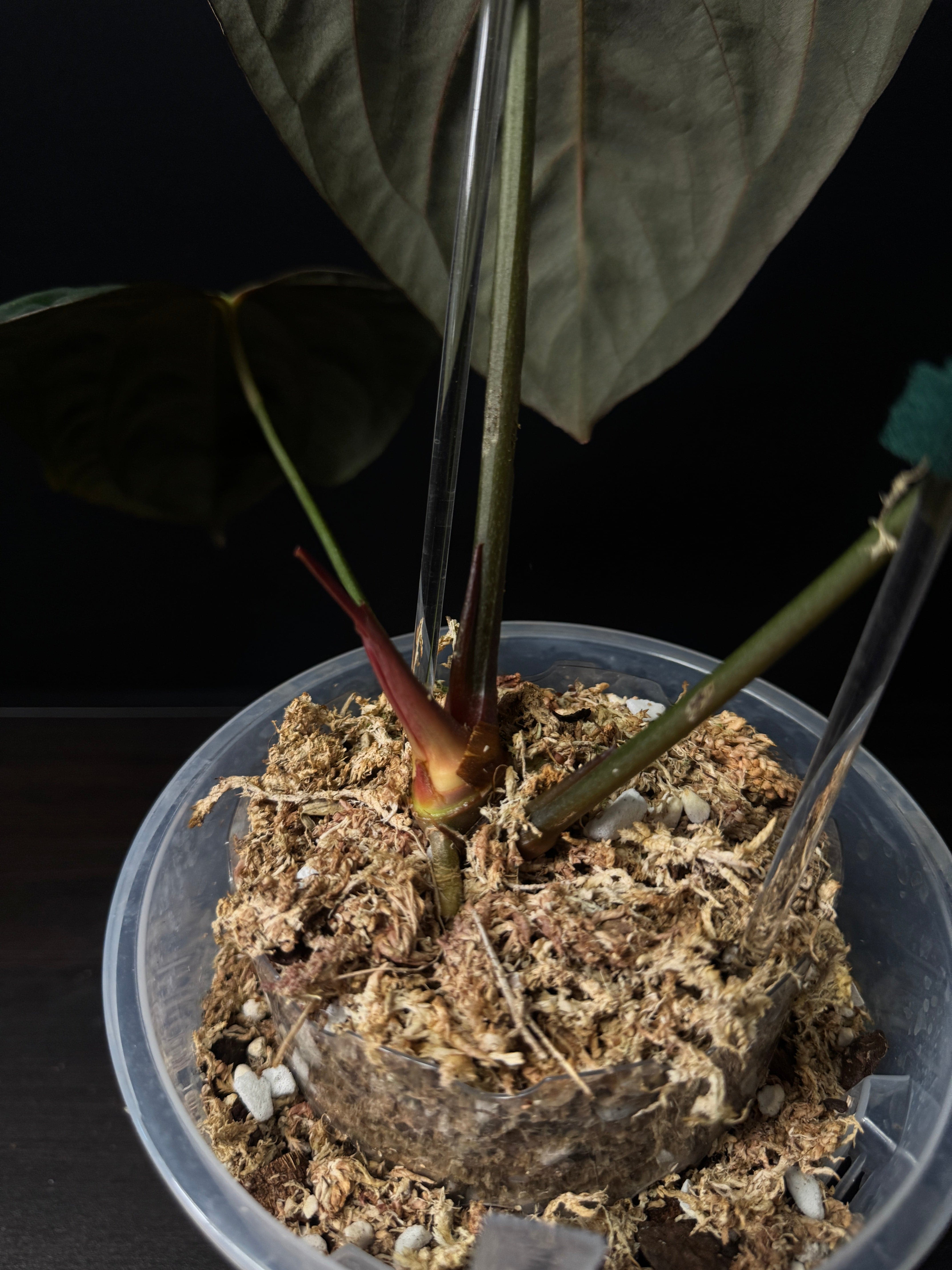 NFS: Anthurium Papillilaminum 'Lunox' S1 - SMUKHI