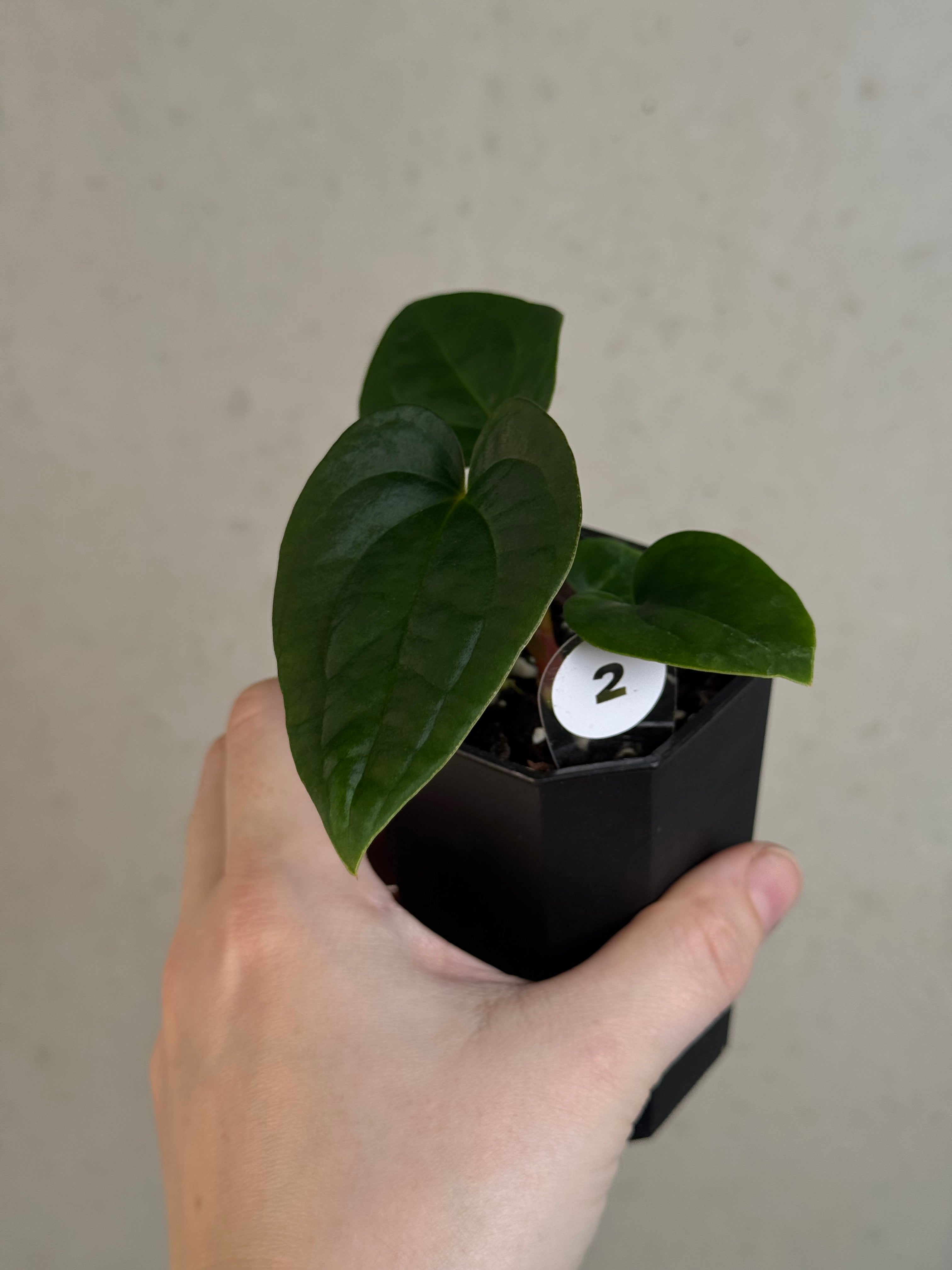 Anthurium Papillilaminum 'Guna Yala' x BVEP (‘Round’ x RA1)