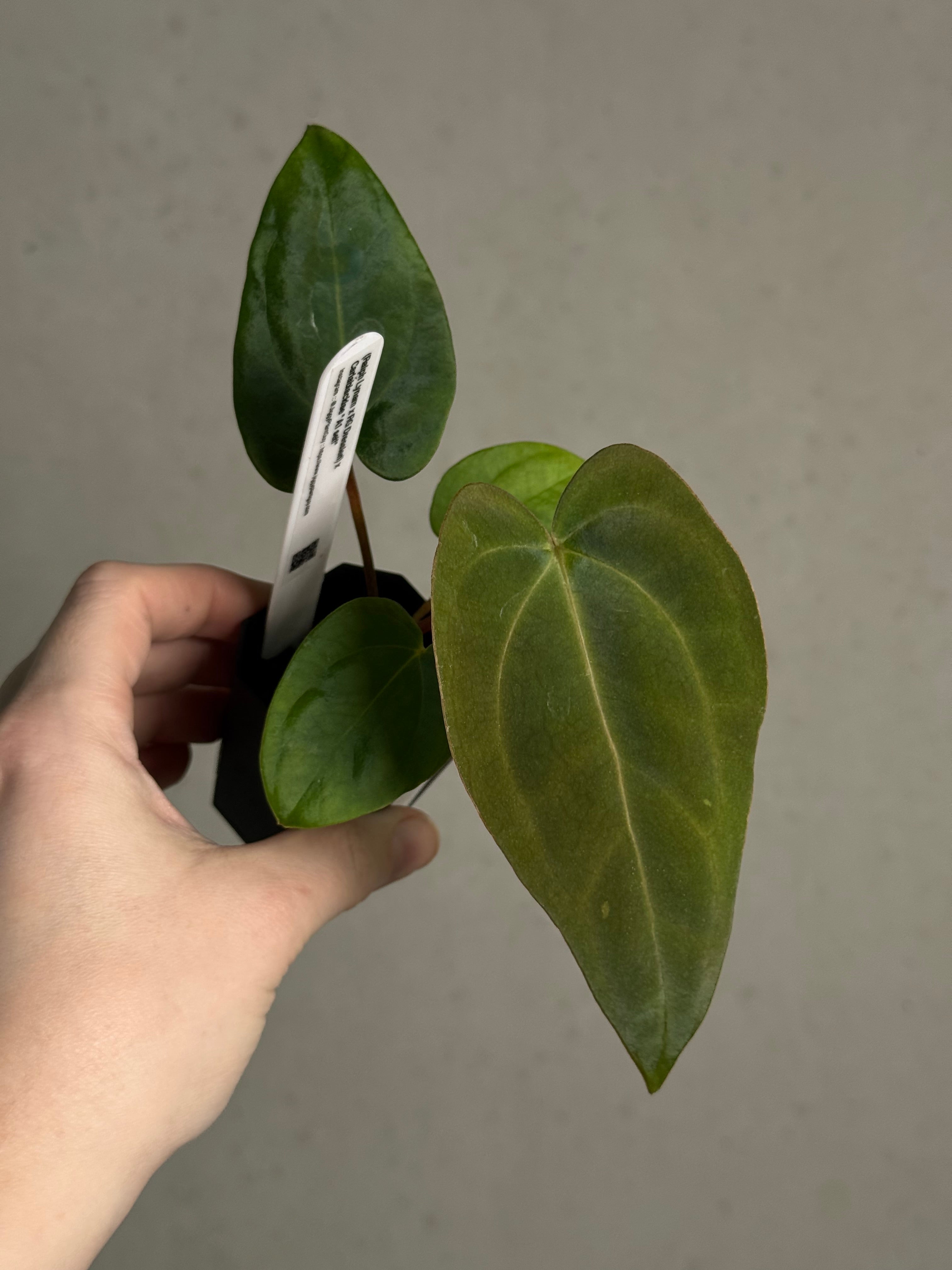 Anthurium (Ralph Lynam x Dressleri RG) x (Carlablackiae A1 x self)