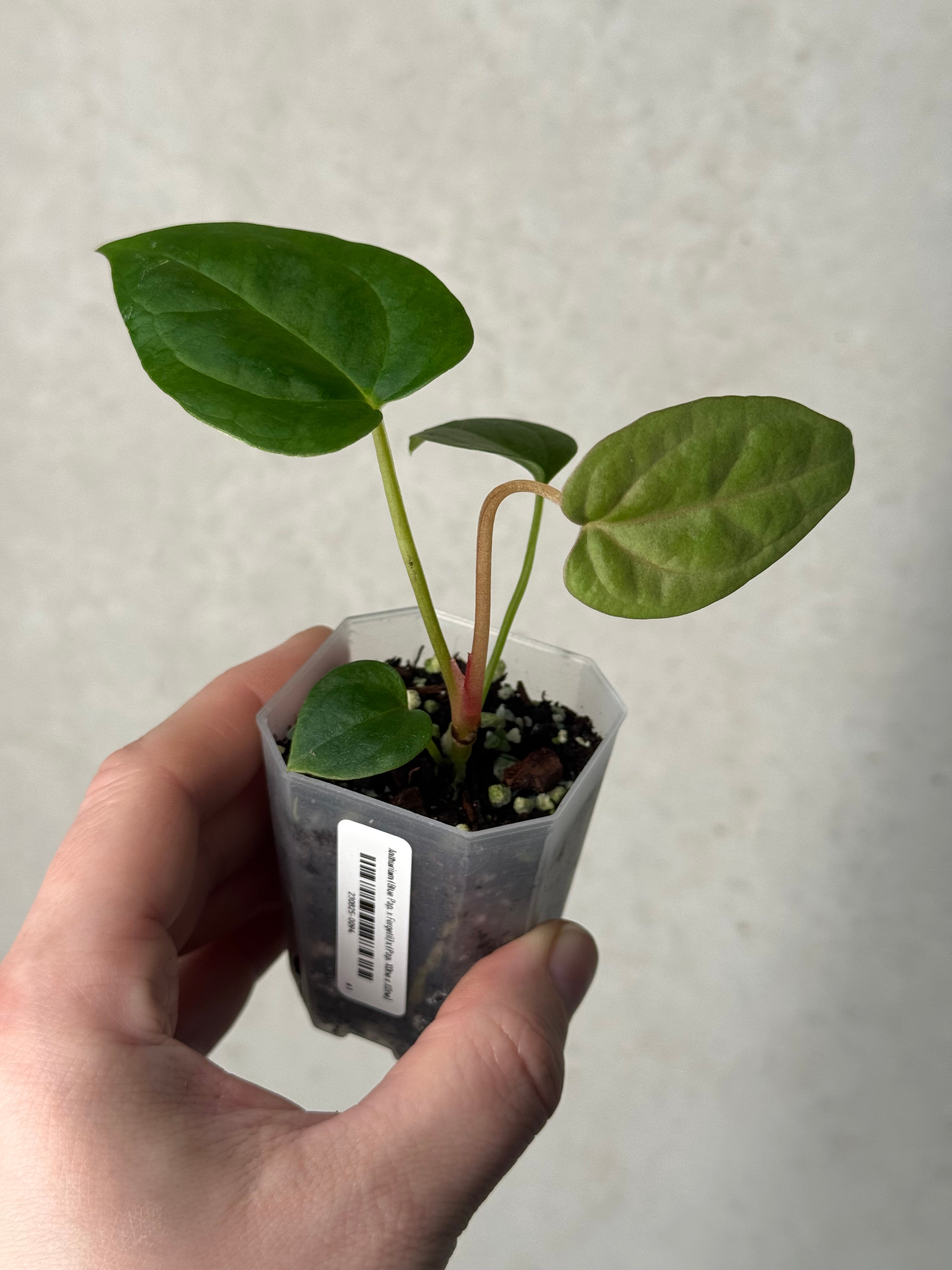 Anthurium (Blue Papillilaminum x Forgetii) x (Papillilaminum XOne x XOne)
