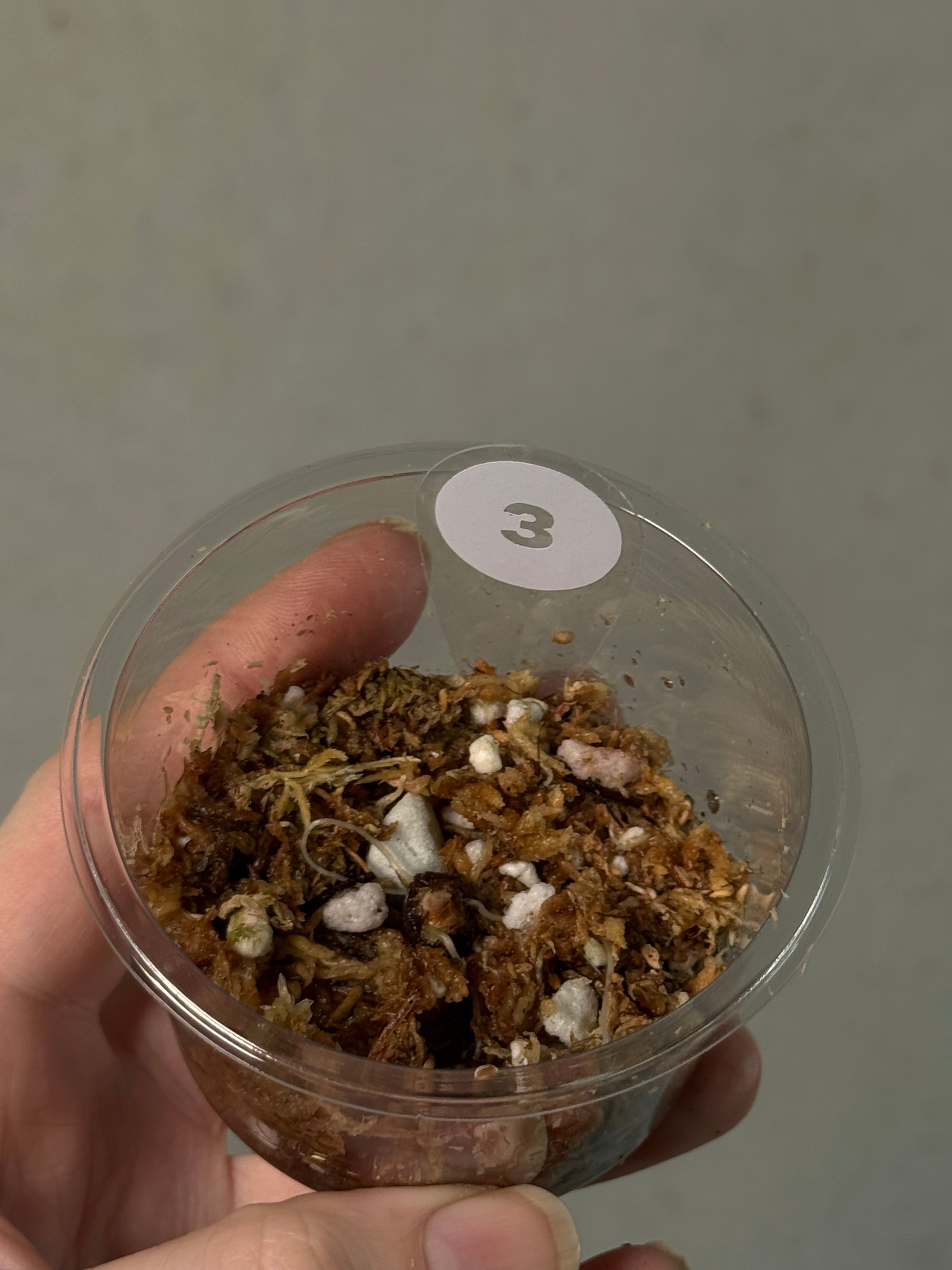 Alocasia Black Velvet Pink Variegata - Corm(s) - SMUKHI