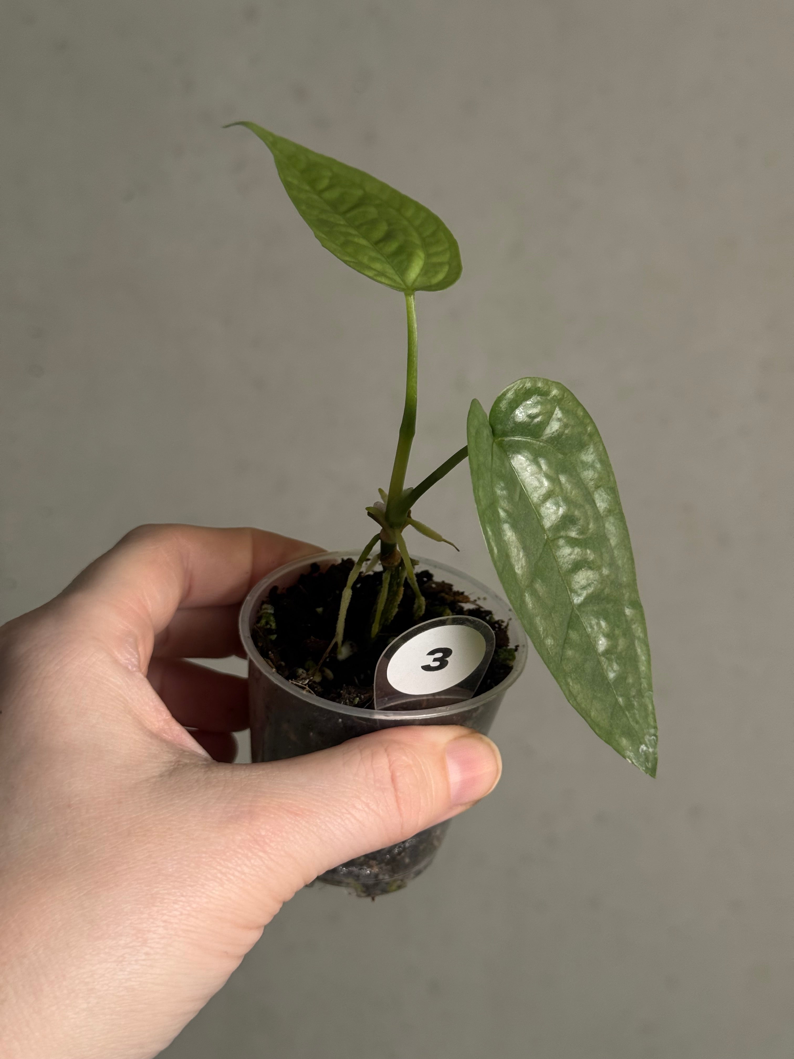 Anthurium sp. Limon - SMUKHI