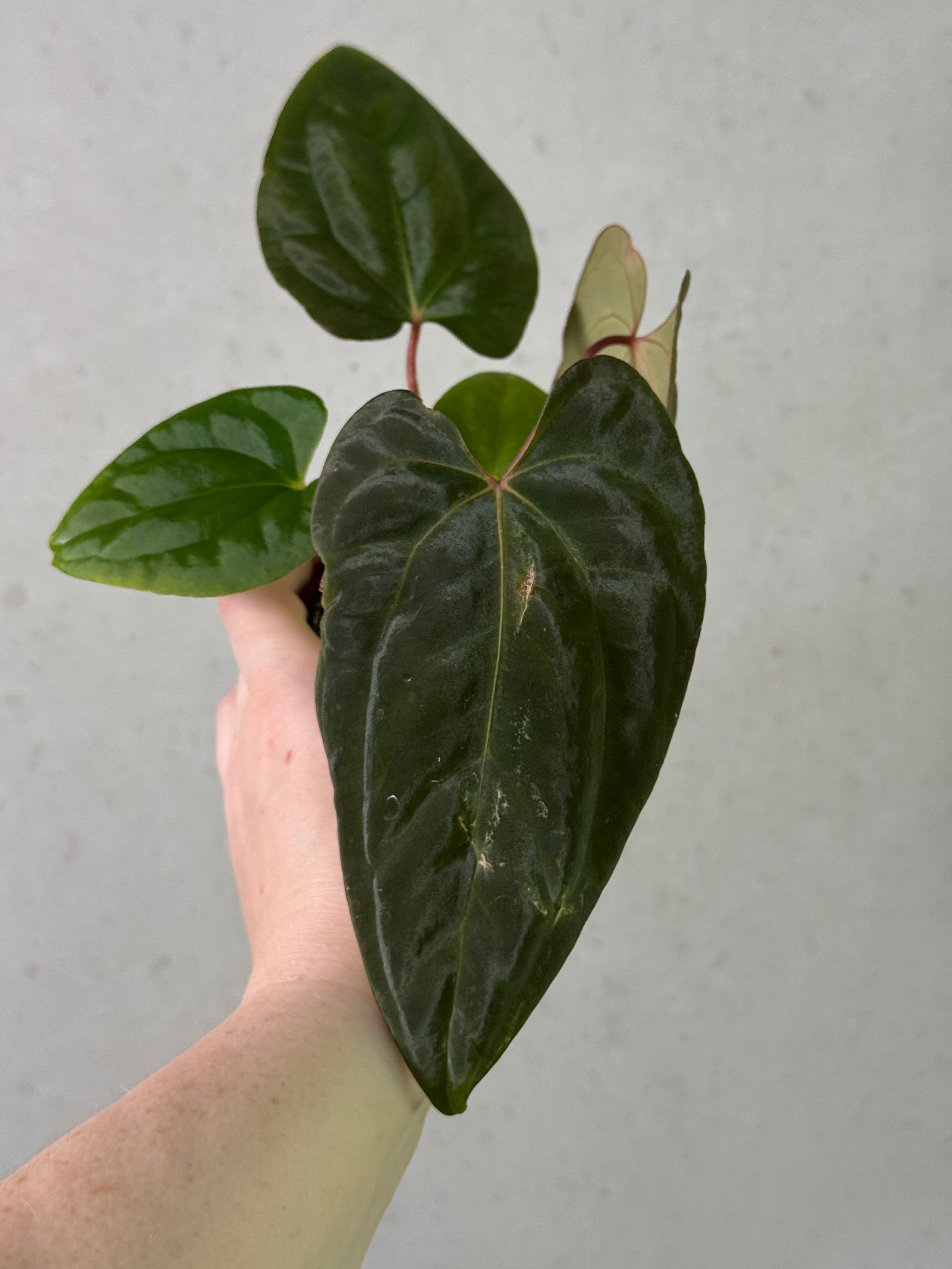 Anthurium Singapore Trilobe plant by Jiggy Plant Guy with dark green leaves and vibrant spathes, showcasing its lush foliage and unique flower.