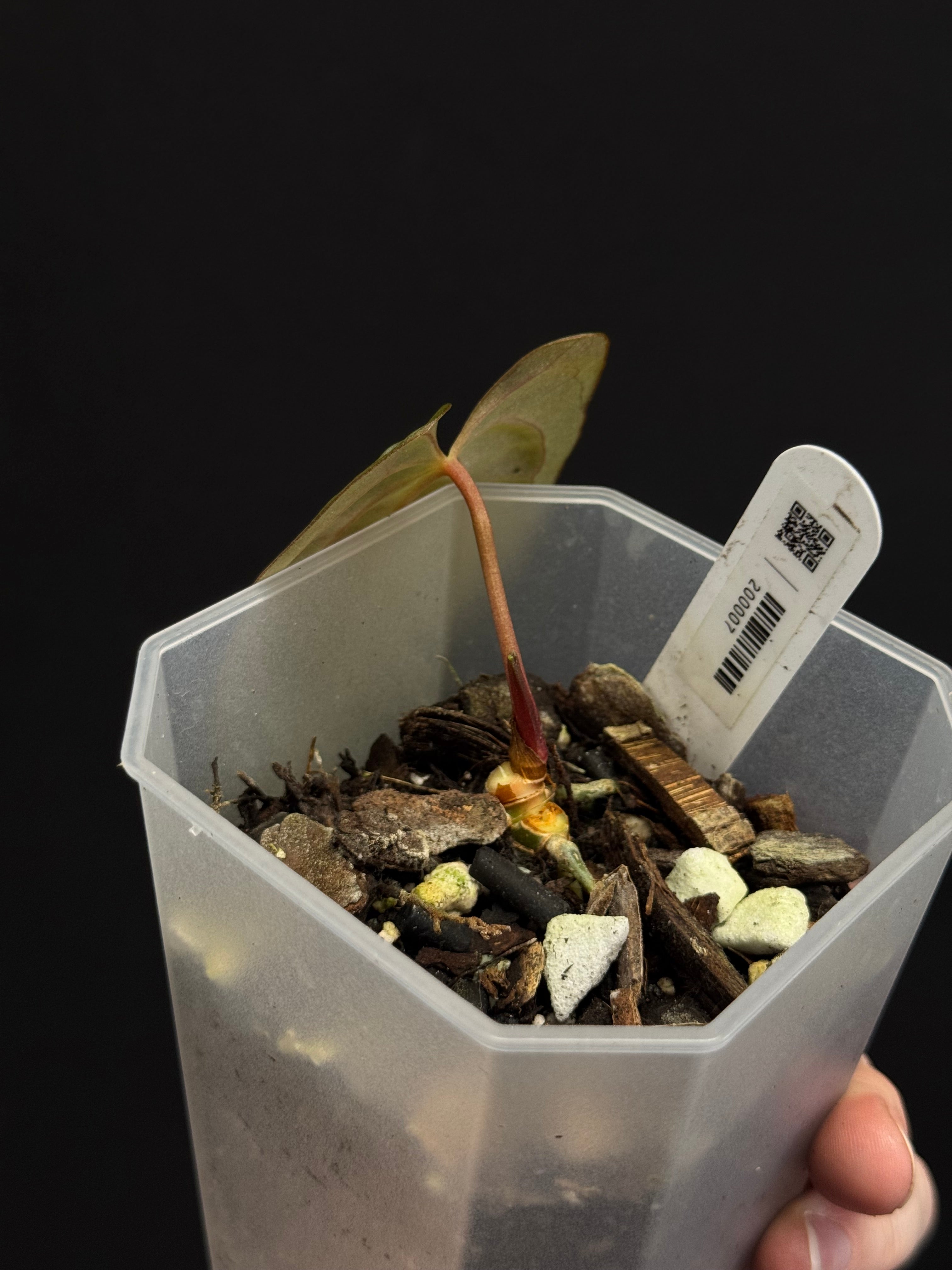 Anthurium Dark Phoenix x RLxFS