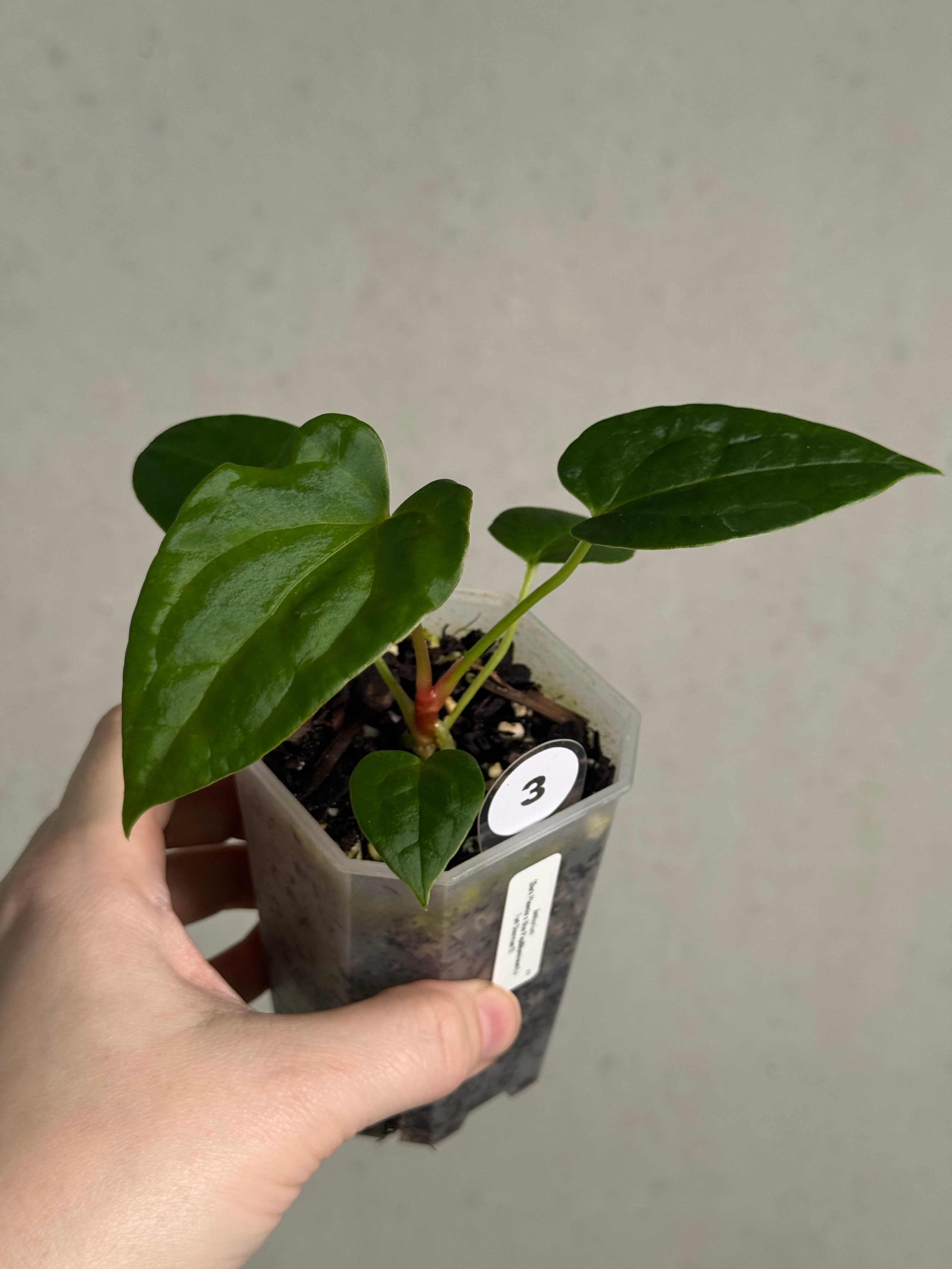 Anthurium (Dark Phoenix x Blue Papillilaminum) x Fort Sherman S1 - SMUKHI