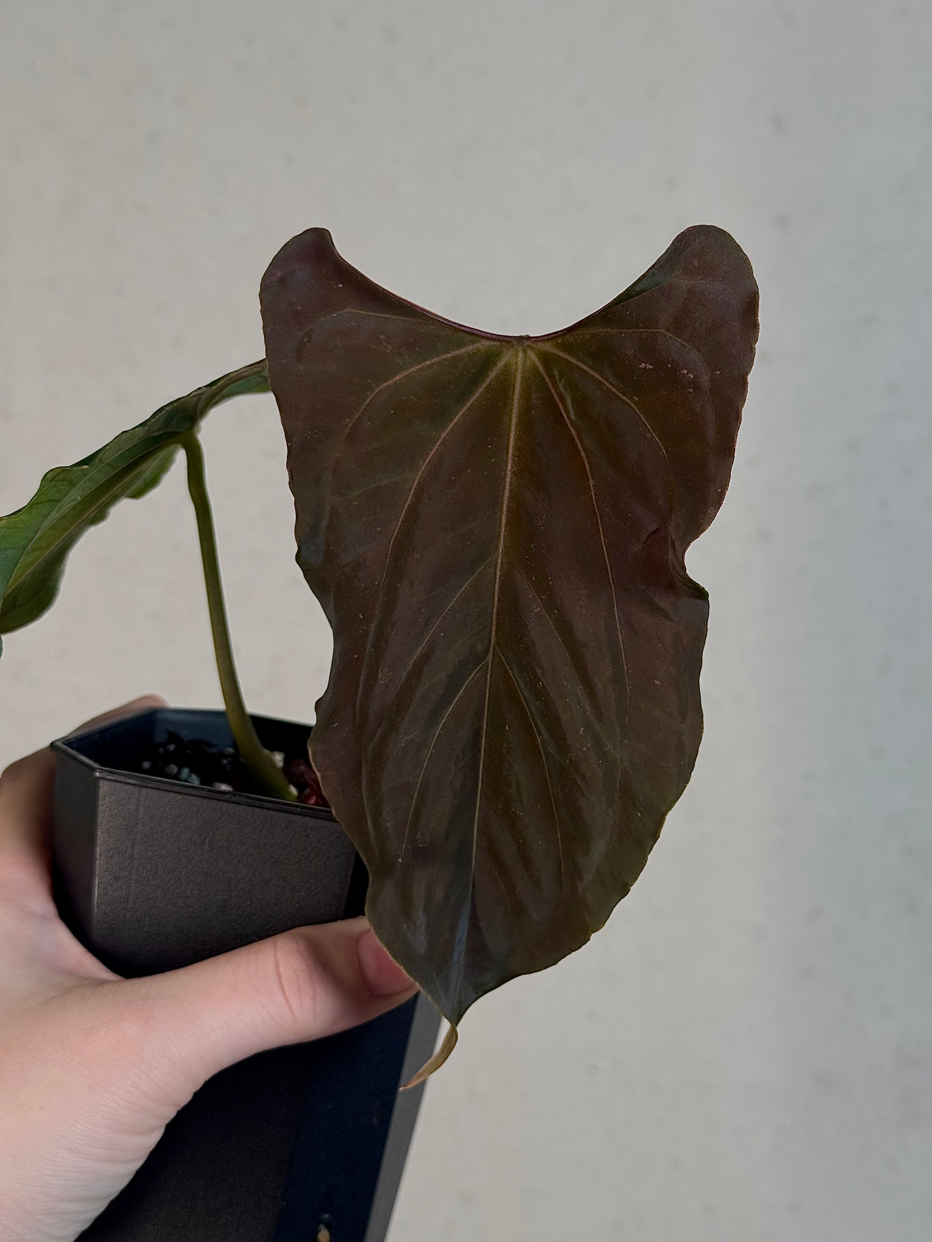 Anthurium Ralph Lynam x self - Clone - Pre-order - SMUKHI