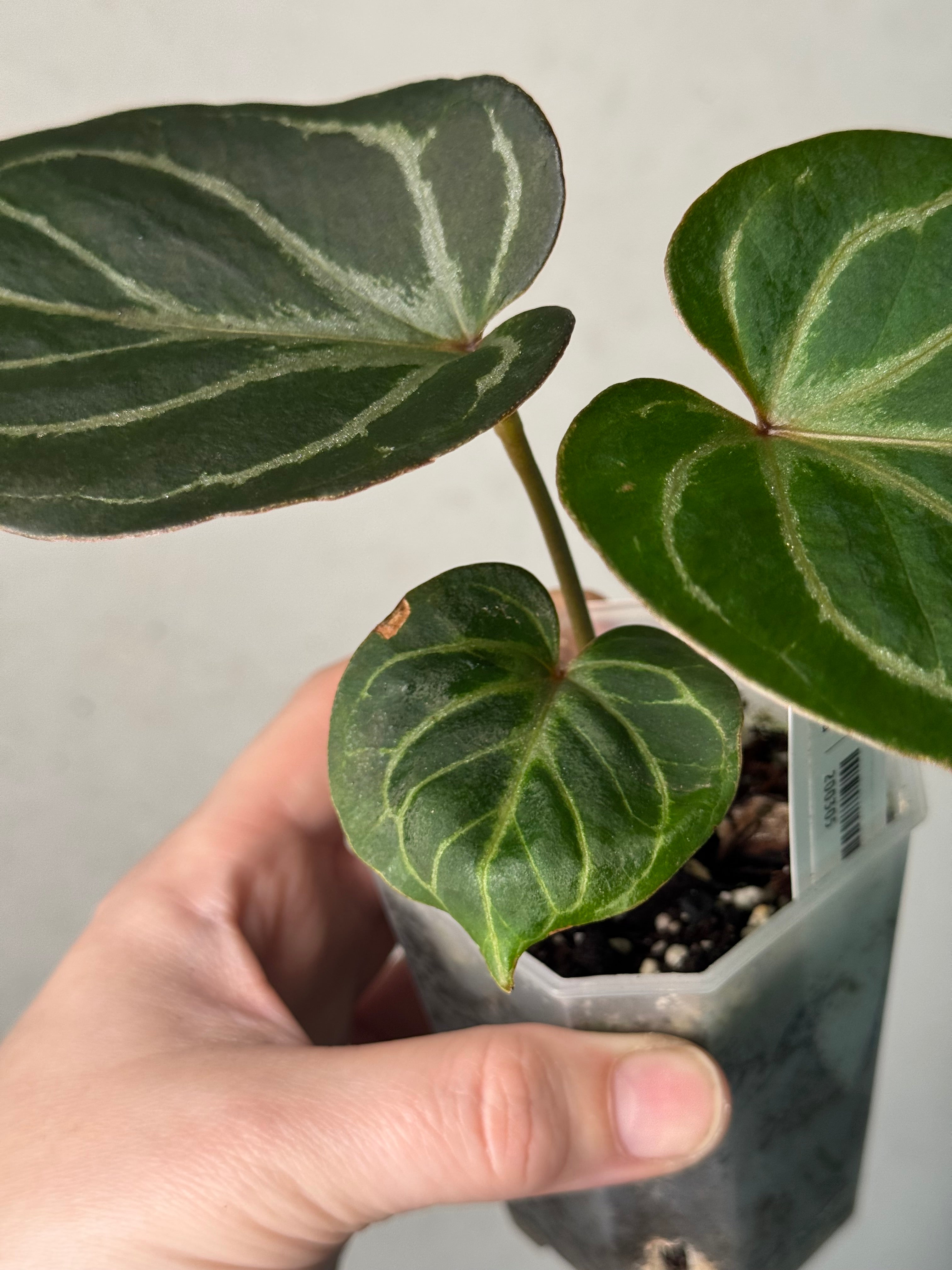 Anthurium HU x Red Crystallinum - Clone