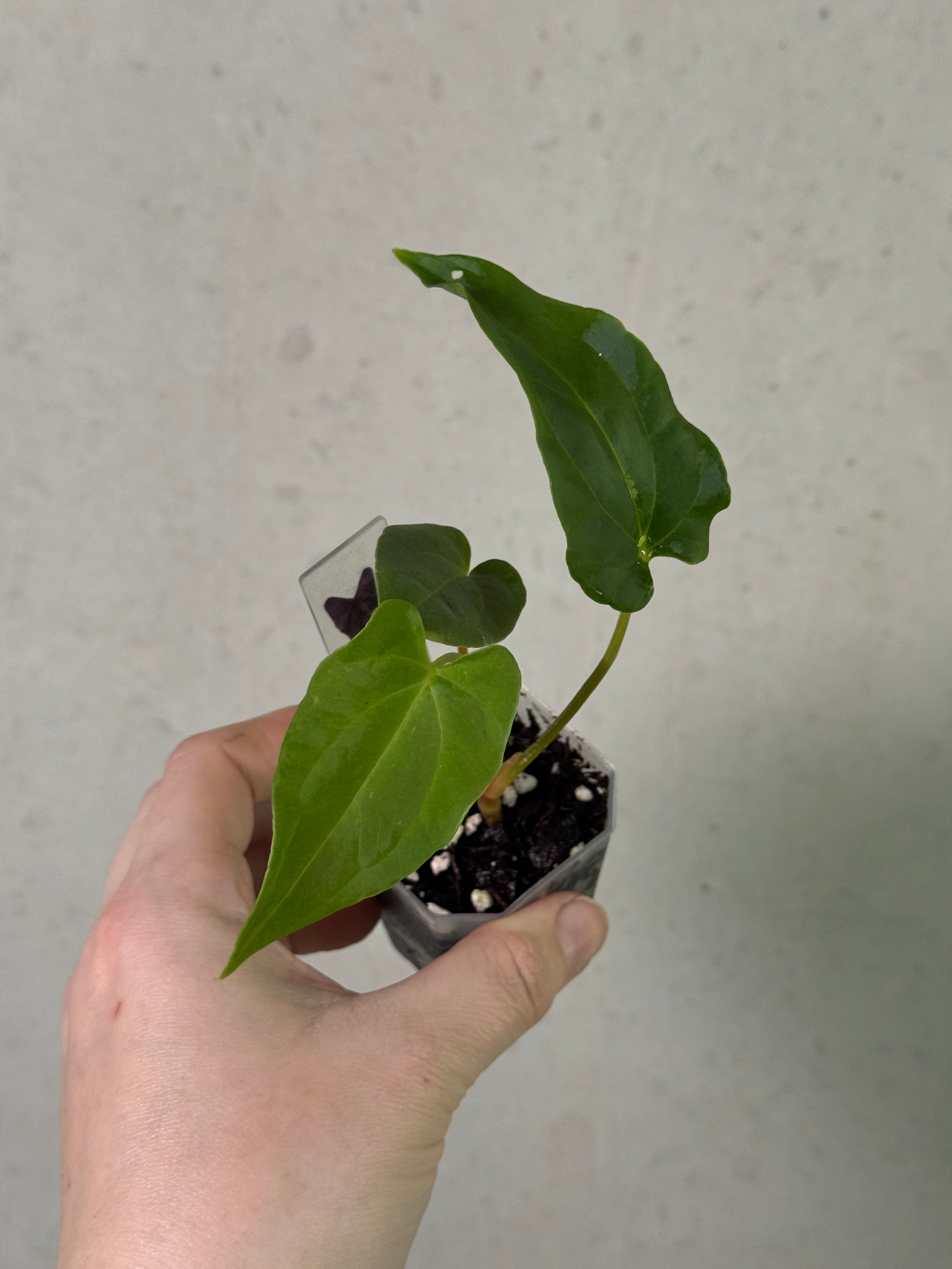 Anthurium RLxFS 'Rouge' x Ralph Lynam plant with vibrant red spathes and lush green leaves, displayed in a pot.