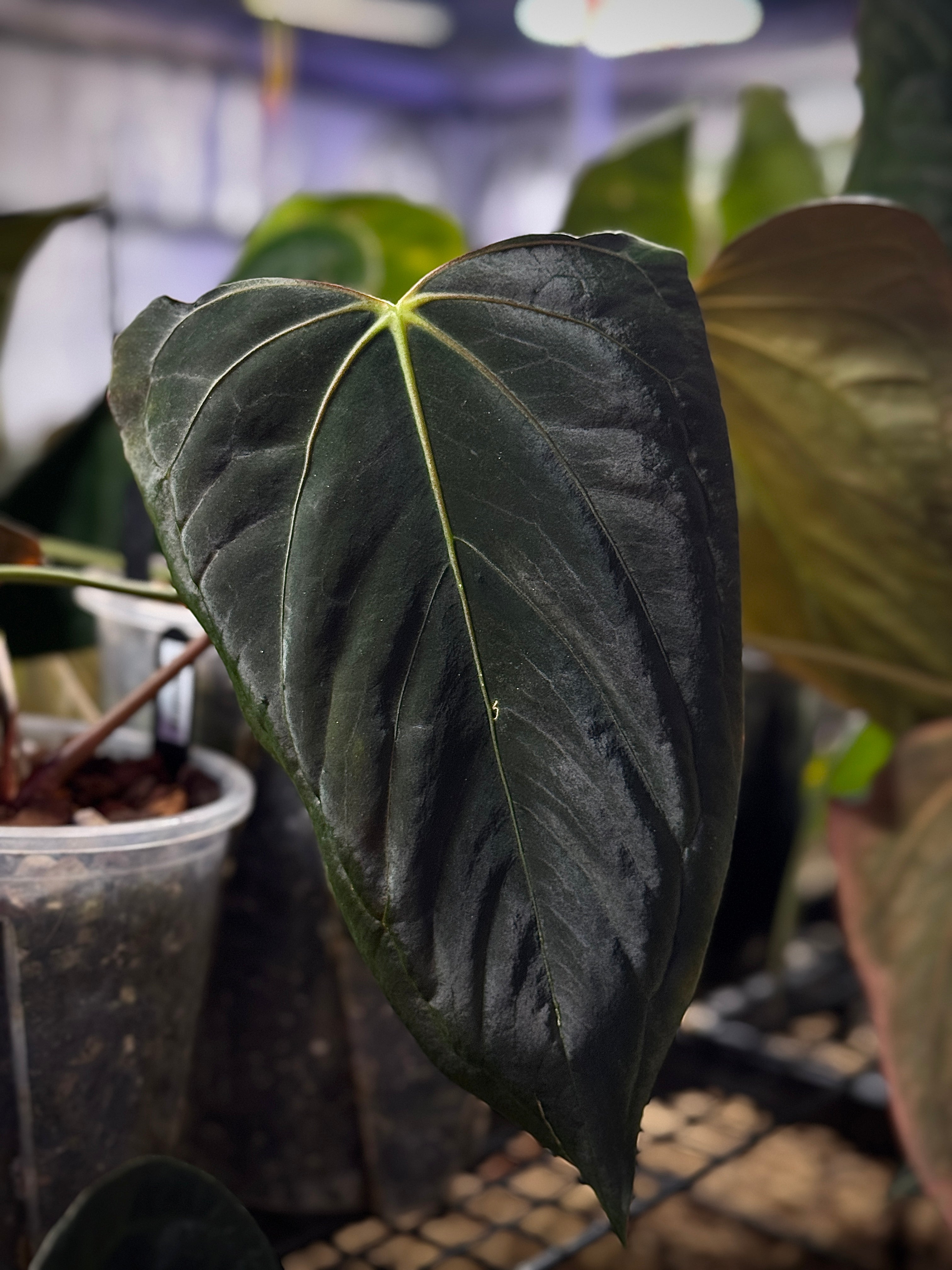 Anthurium Dark Phoenix Mutated - Clone
