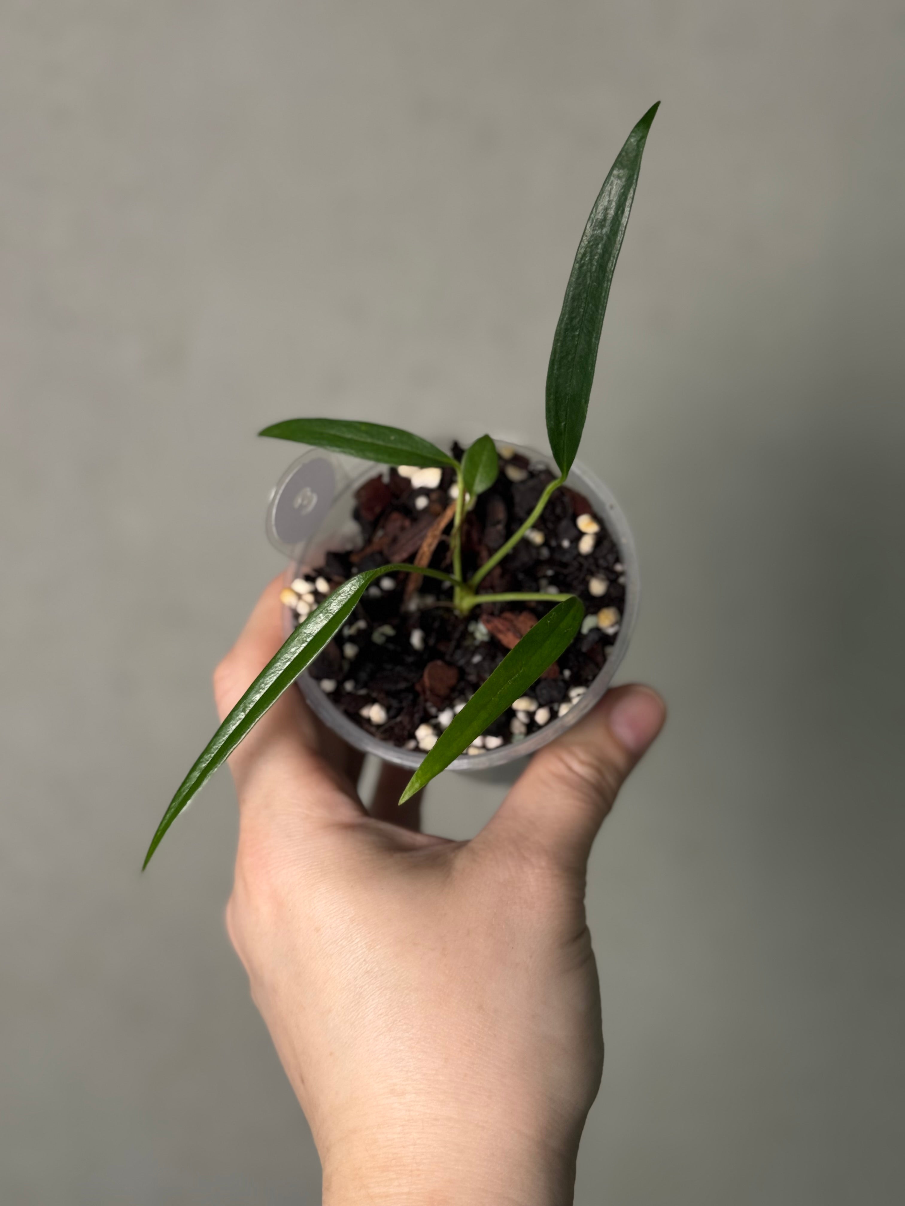 Anthurium Friedrichsthalii S1